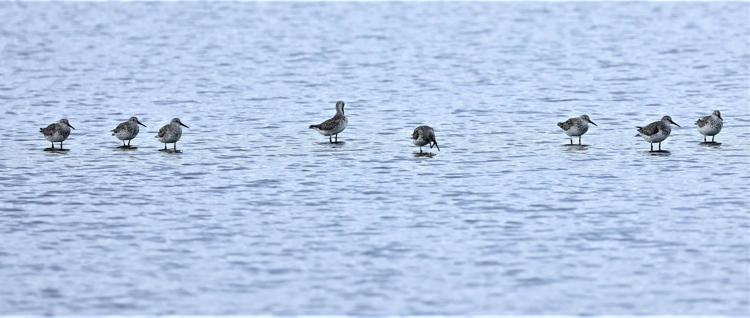 KNOT - GREAT KNOTS - Calidris tenuirostris -LAEM PAK BIA AREA NEAR PAK THALE (7).jpg