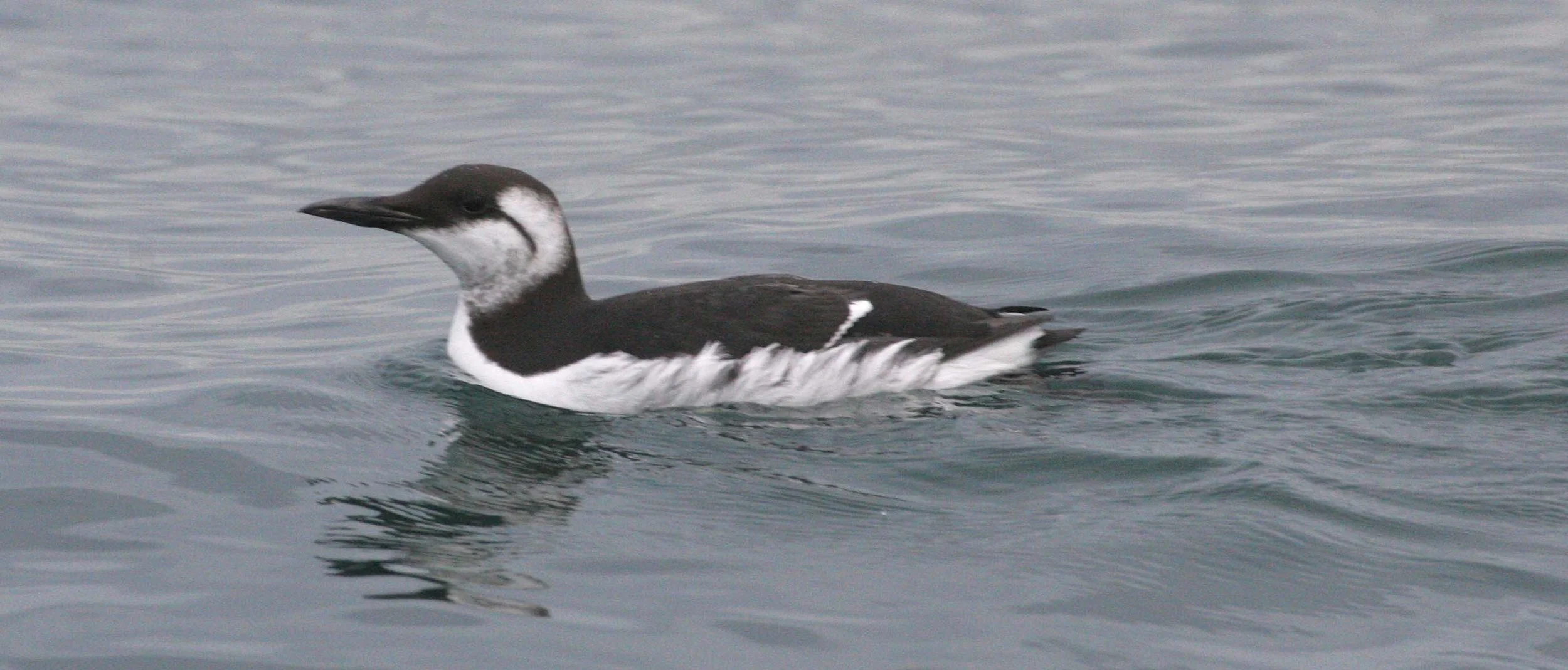Uria aalge - COMMON MURRE - STRAIT OF JUAN DE FUCA WA (3).jpg