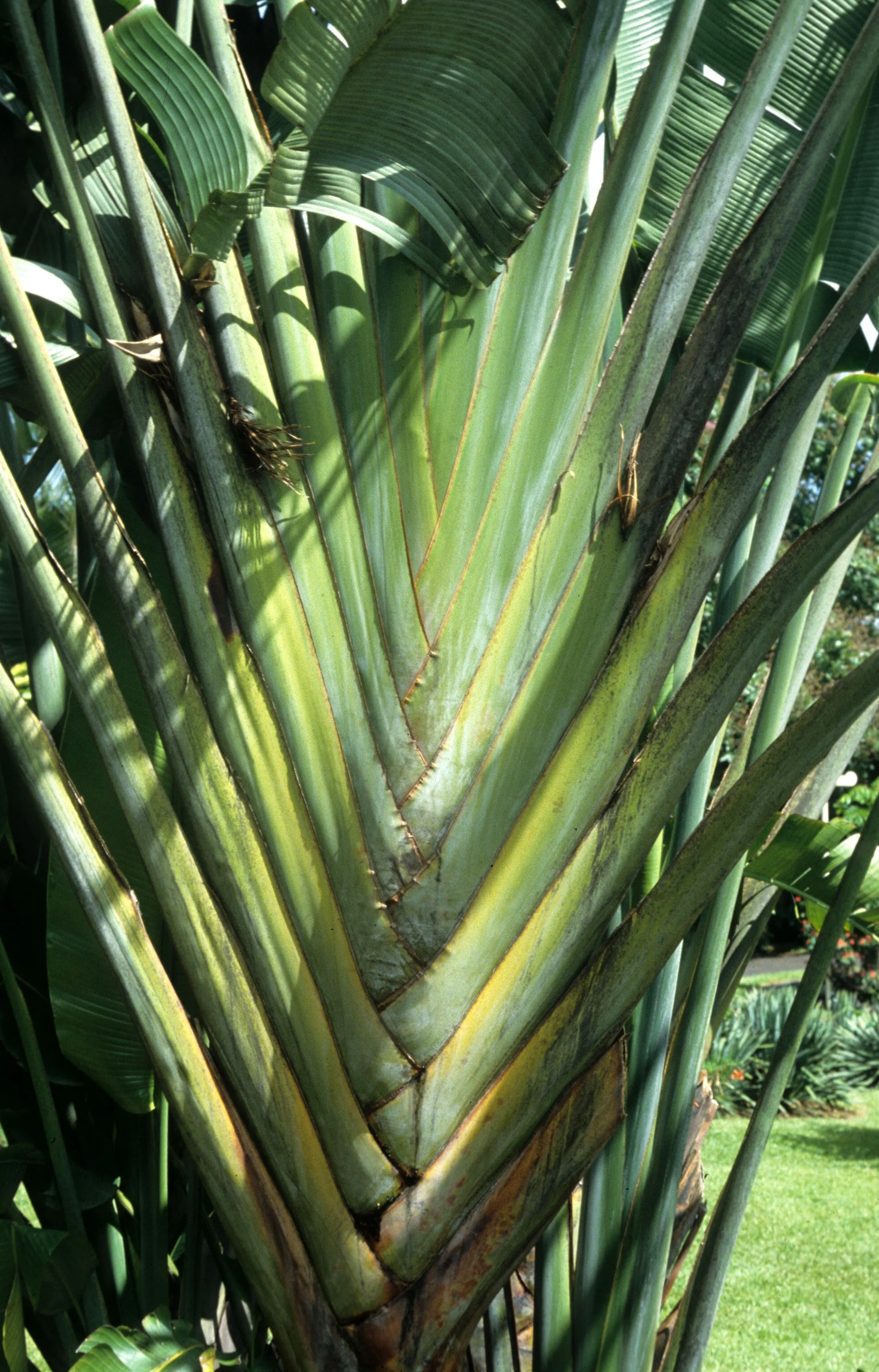 HAWAII - HAWAII - TRAVELERS PALM - RAVANALA MADAGASCARENSIS.jpg
