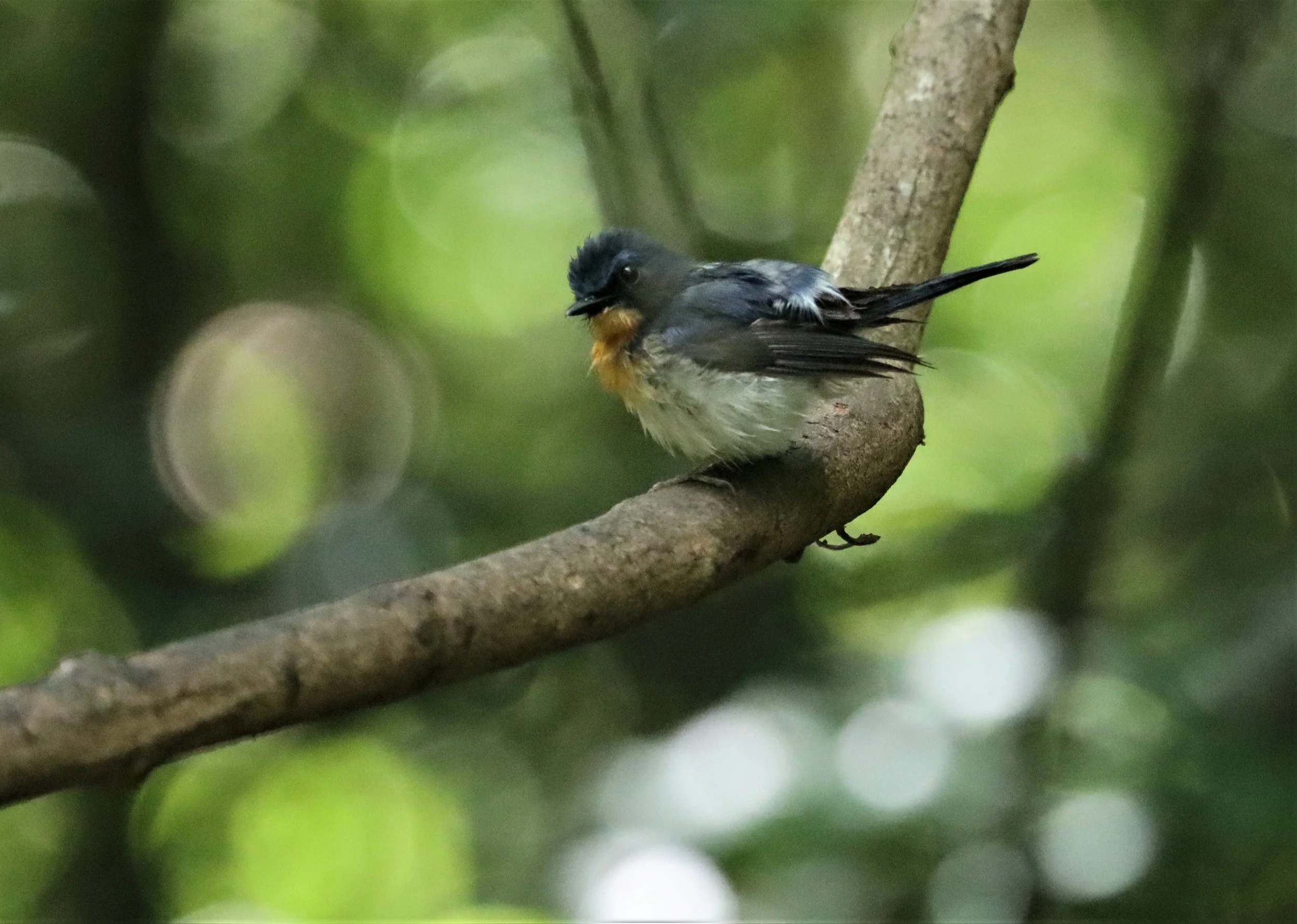 FLYCATCHER - INDOCHINESE BLUE-FLYCATCHER - Cyornis sumatrensis - LUNG SIN HIDE KAENG KRACHAN  (1).jpg