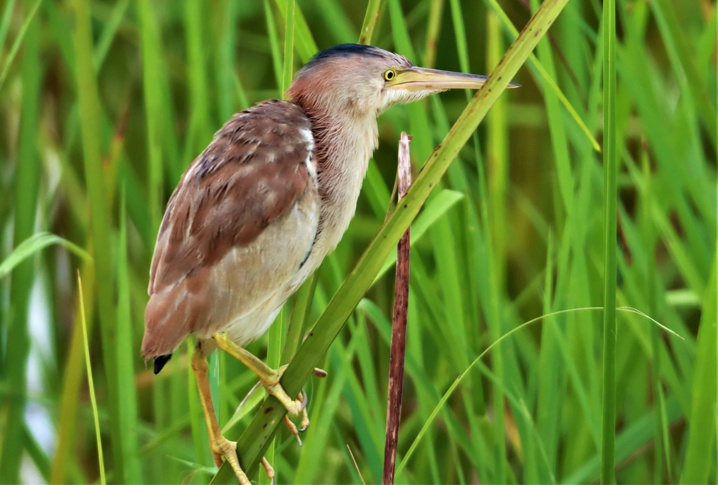 BITTERN - YELLOW BITTERN - Ixobrychus sinensis - KABIN BURI PUBLIC WETLANDS NORTH OF TOWN  (2).jpg
