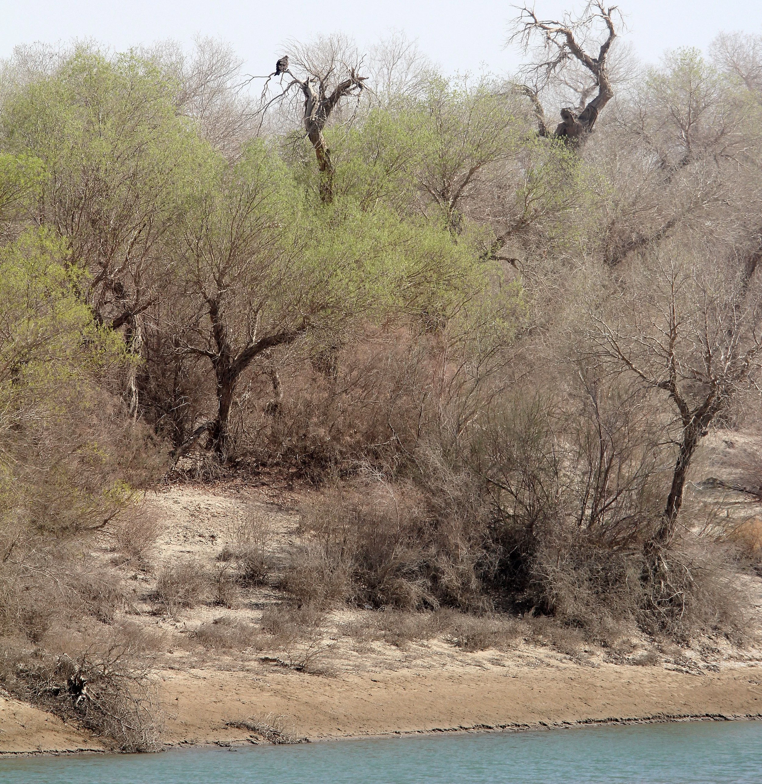 TALIMU RIVER - POPULUS EUPHRATICA FOREST AND ECOSYSTEM - KUMTAGE & TAKLAMAKAN DESERTS (3).JPG