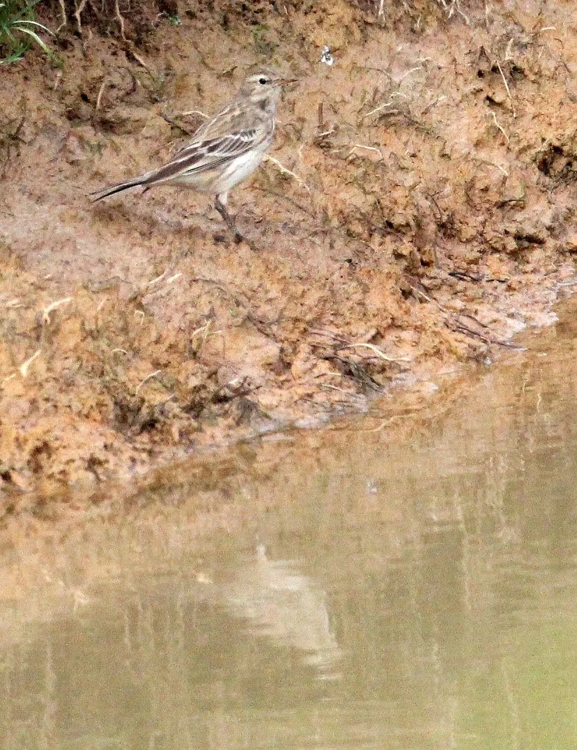 Buff-bellied Pipit (Anthus rubescens) POYANG LAKE JIANGXI PROVINCE CHINA (11).JPG