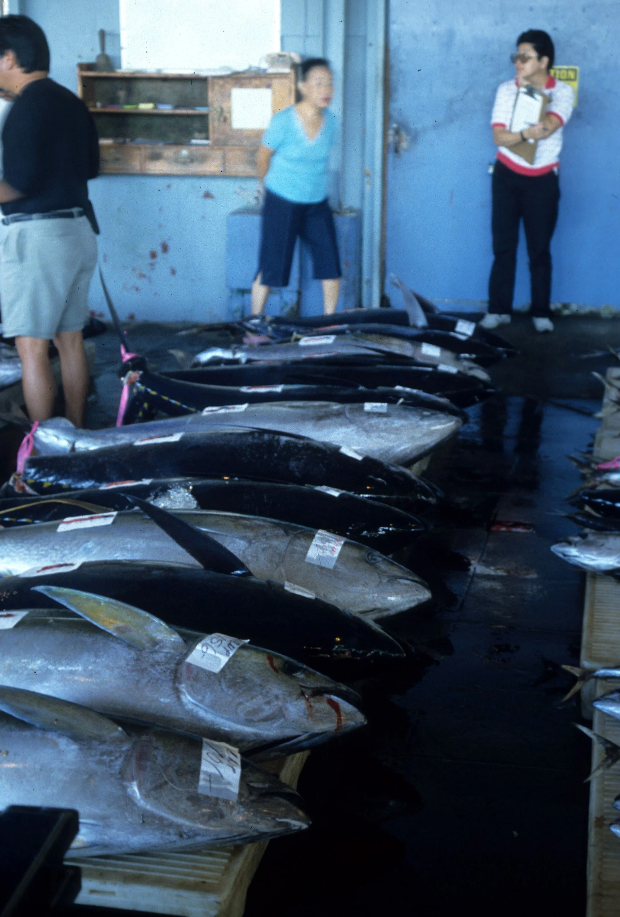 FISH - TUNA - HILO FISH MARKET HAWAII.jpg