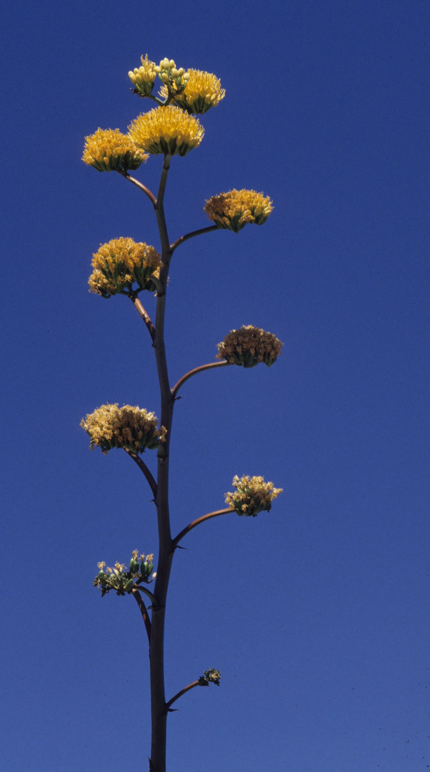 ANZA BORREGO - AMARYLLIDACEAE - AGAVE DESERTI IN BLOOM.jpg