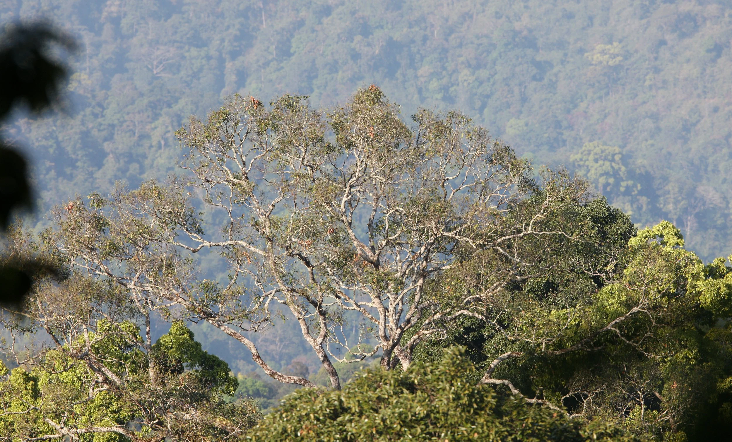 KAENG KRACHAN NP THAILAND - FOREST SCENES (3).JPG