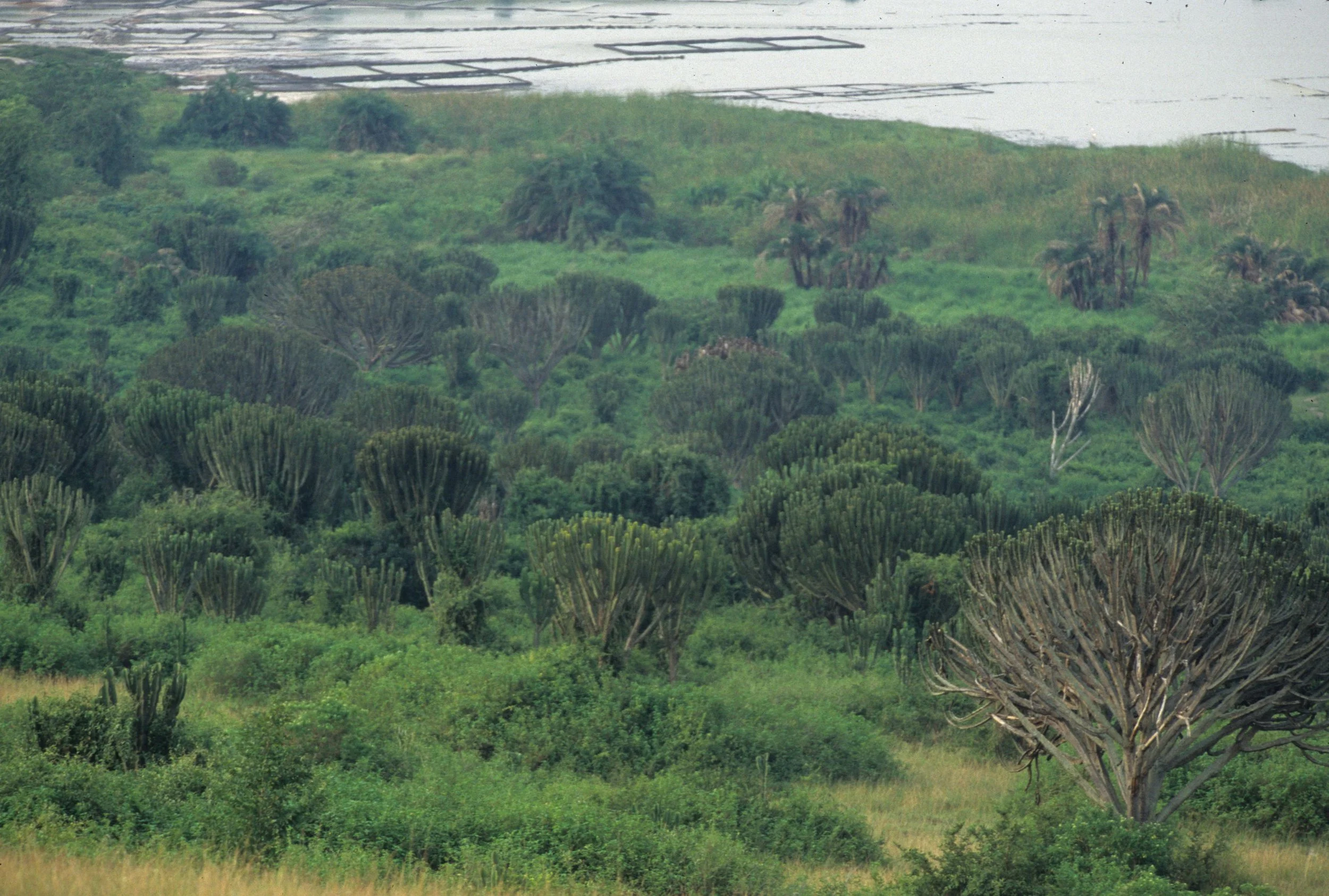 UGANDA - EUPHORB SCRUB FOREST.jpg