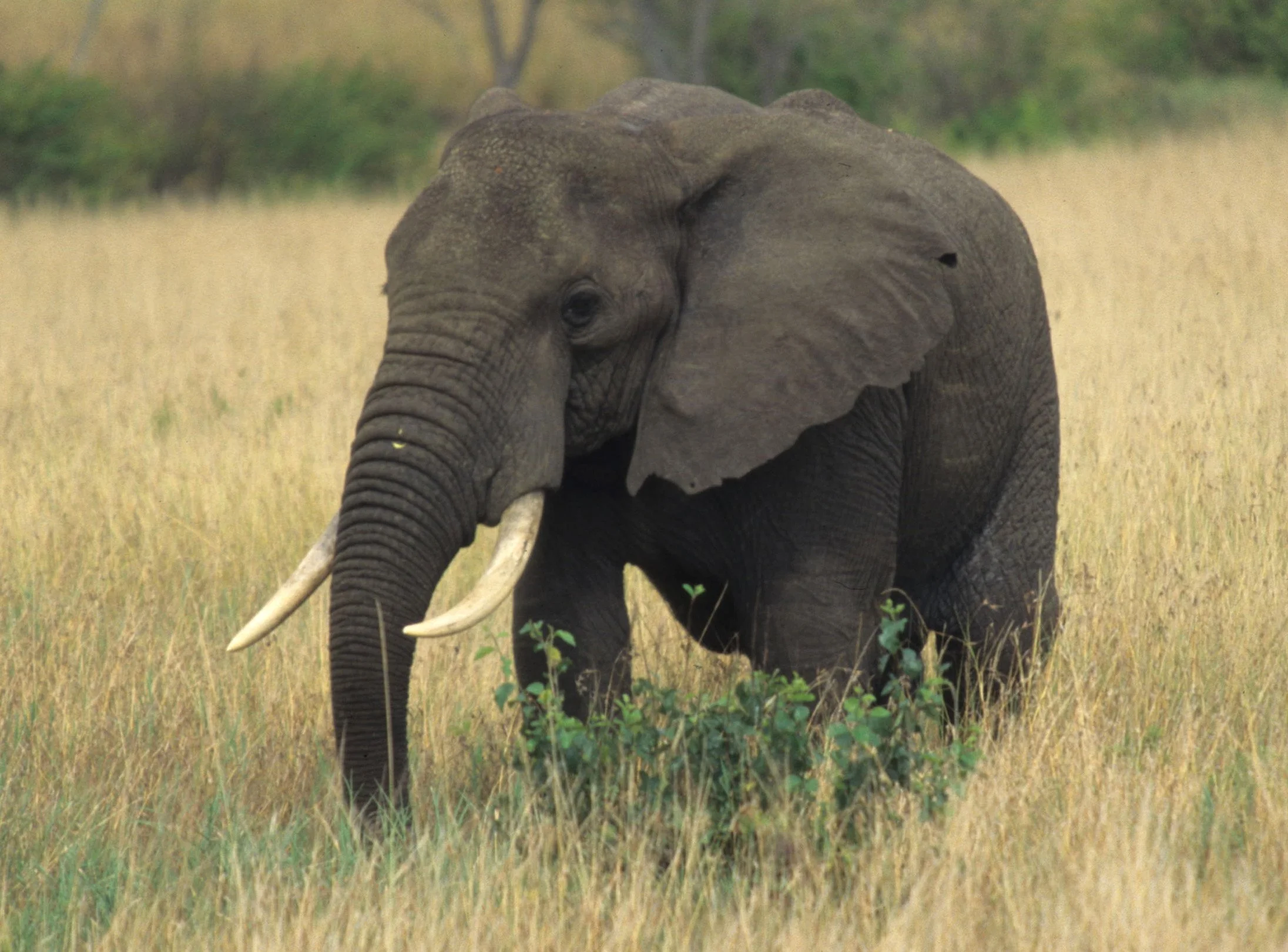 ELEPHANT - SERENGETI 59.jpg
