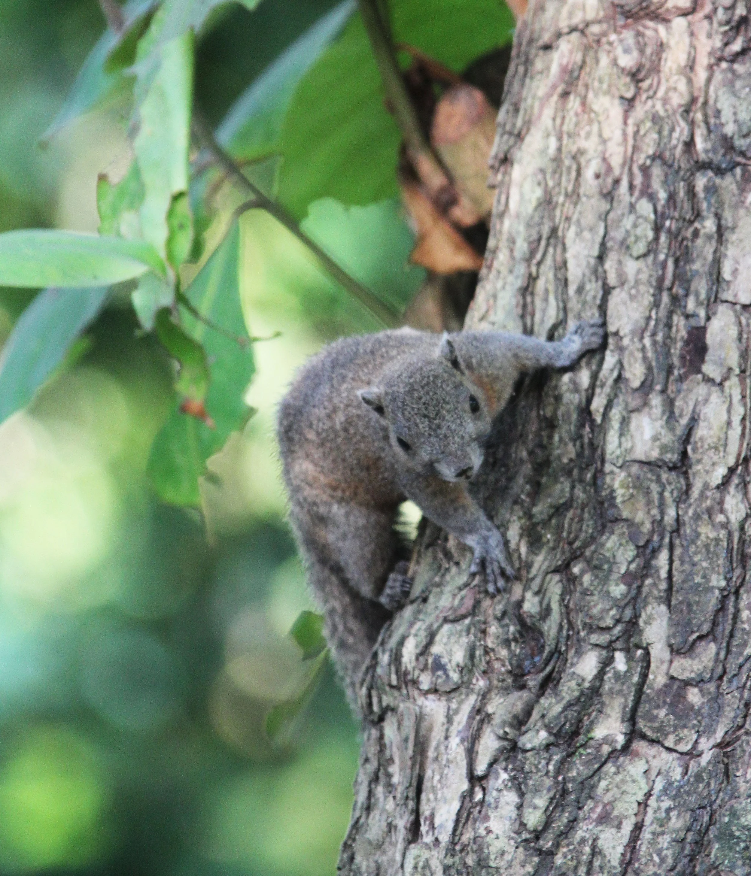 Callosciurus caniceps -  SIMILAN ISLANDS FEB 8-13, 2015 THAILAND (350).JPG