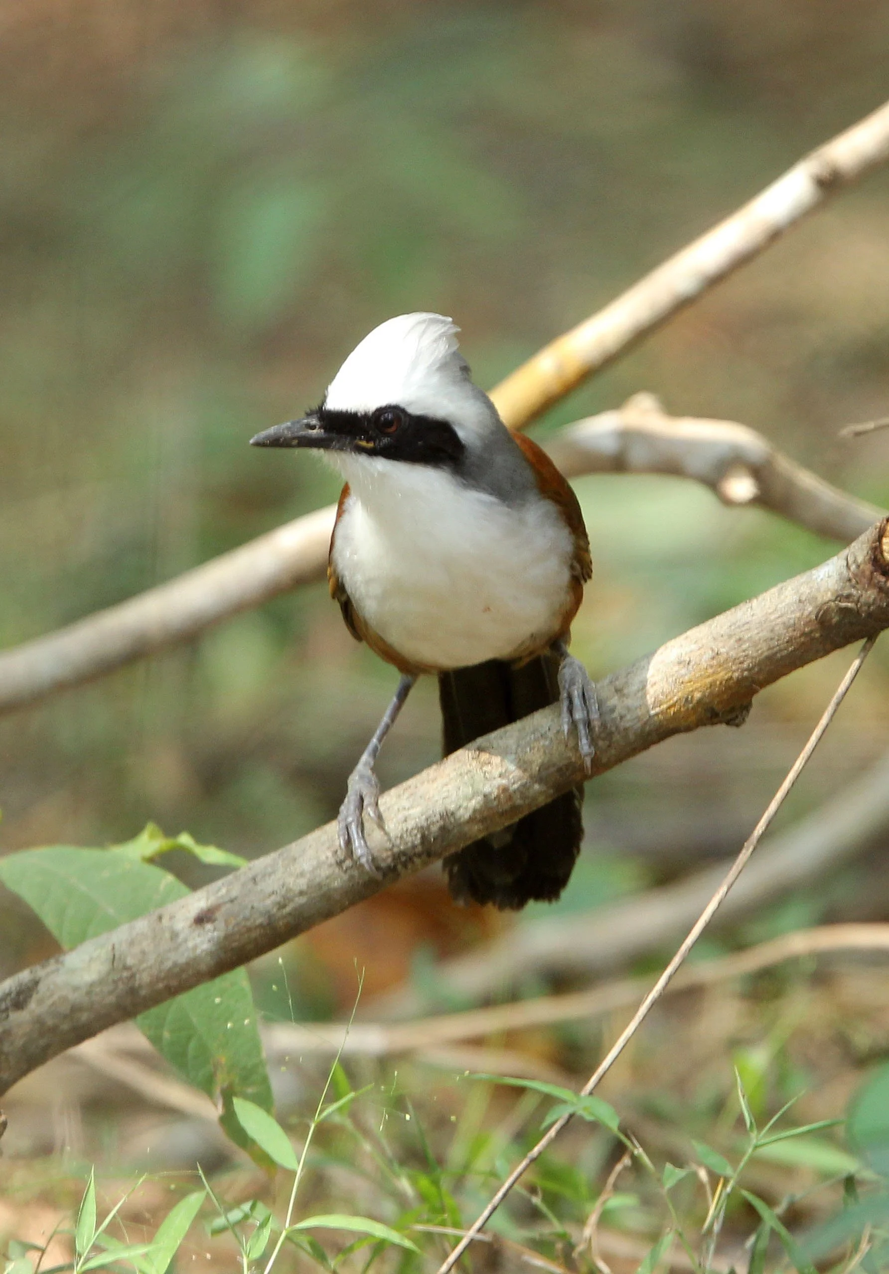 White-crested Laughingthrush (Garrulax leucolophus) are common in the Western Forest Complex