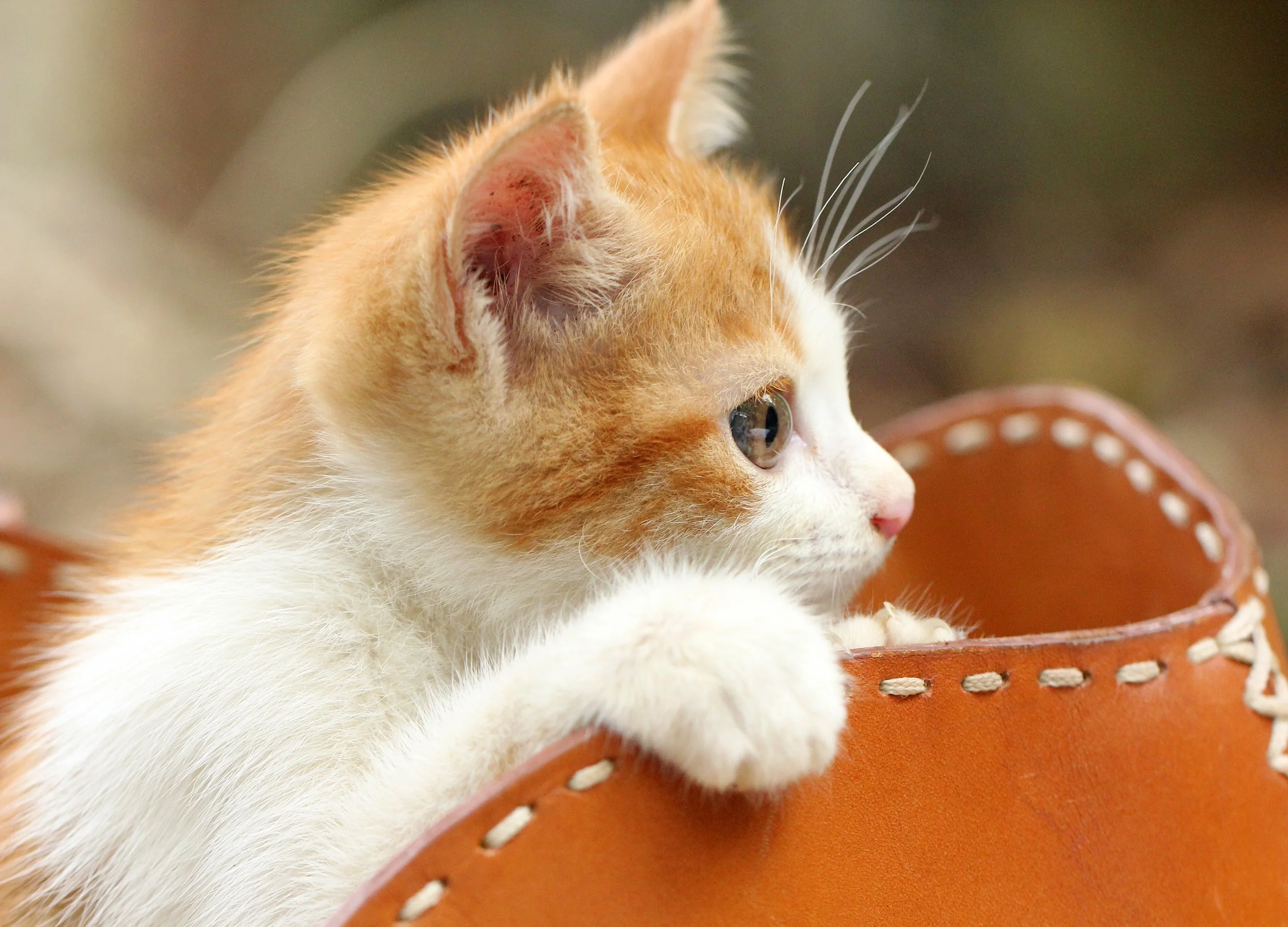 2015 Koh Lanta Summer Misc Images (999).JPG