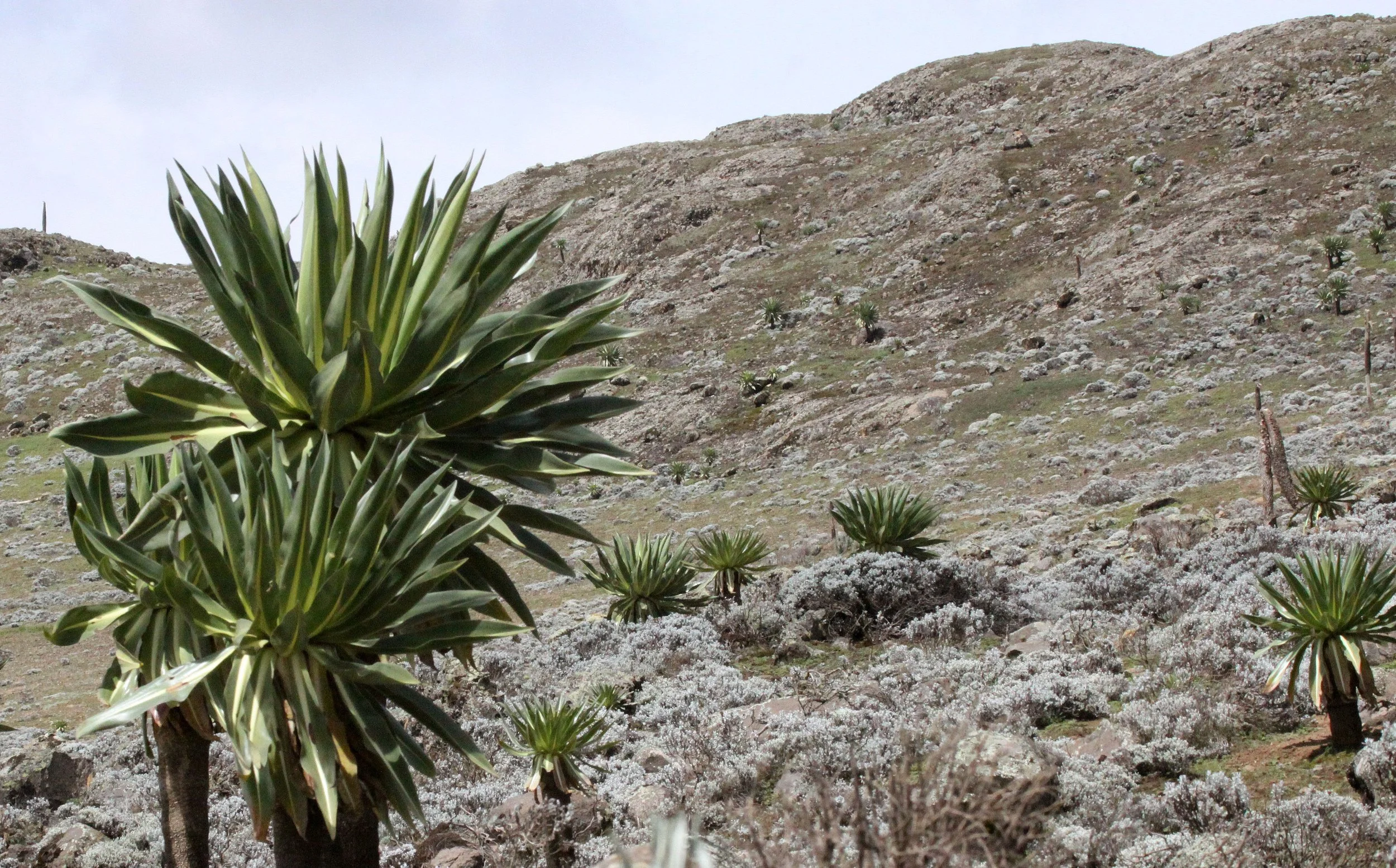 BALE MOUNTAINS NATIONAL PARK ETHIOPIA (71).JPG
