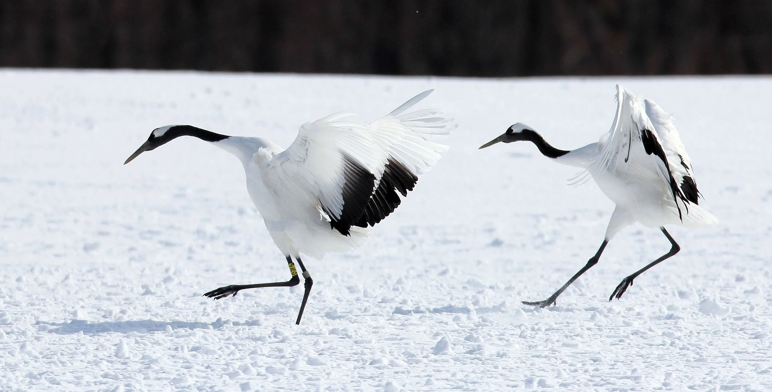 BIRD - CRANE - JAPANESE RED-CROWN CRANE - TSURUI CRANE CENTER - HOKKAIDO JAPAN (55).JPG