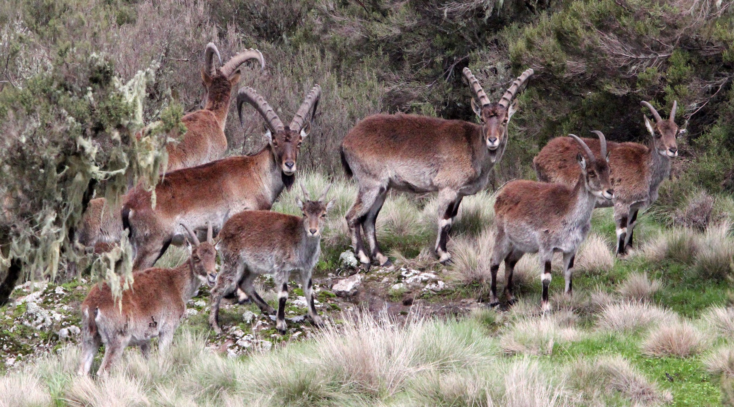 IBEX - WALIA IBEX - Capra walie - SIMIEN MOUNTAINS NATIONAL PARK ETHIOPIA (185).JPG