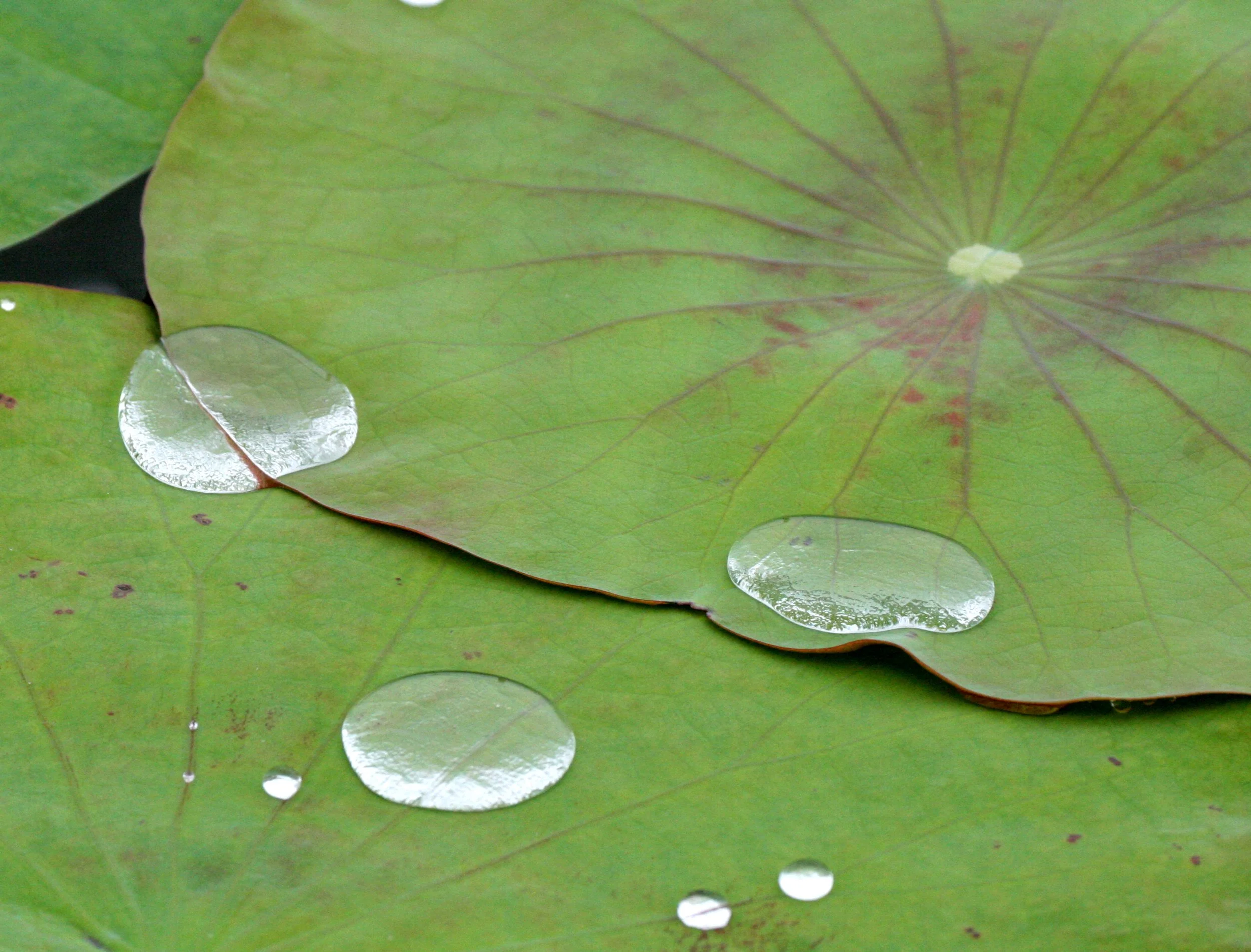 BUENG BORAPHET THAILAND - LOTUS PADS.JPG