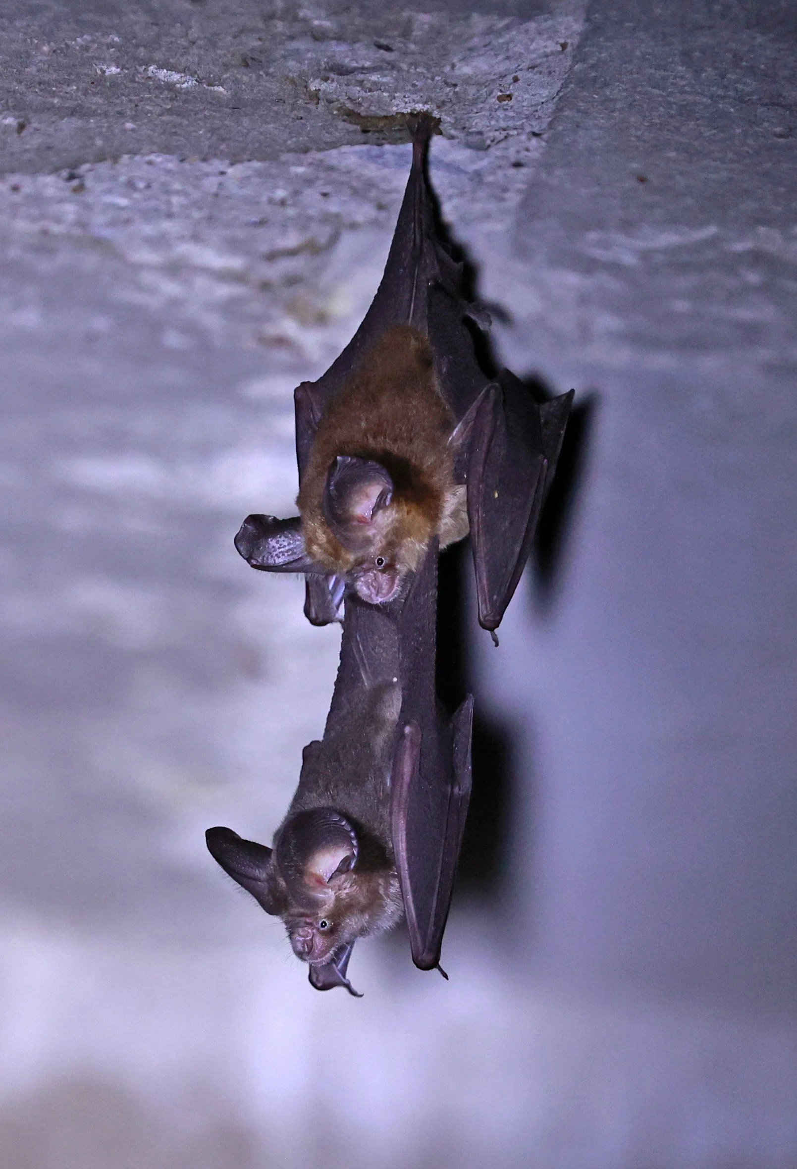 Hipposideros gentilis 