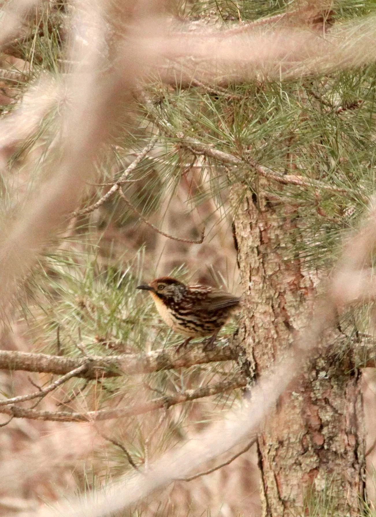 BIRD - CHINESE BABAX - FOPING NATURE RESERVE - SHAANXI PROVINCE CHINA (2).JPG