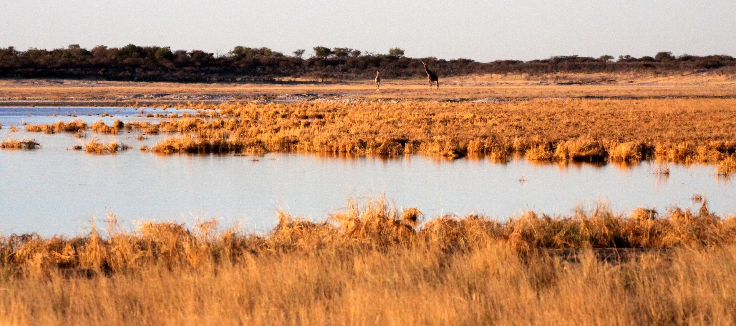 ETOSHA NATIONAL PARK NAMIBIA - WETLAND ON PAN (2).JPG