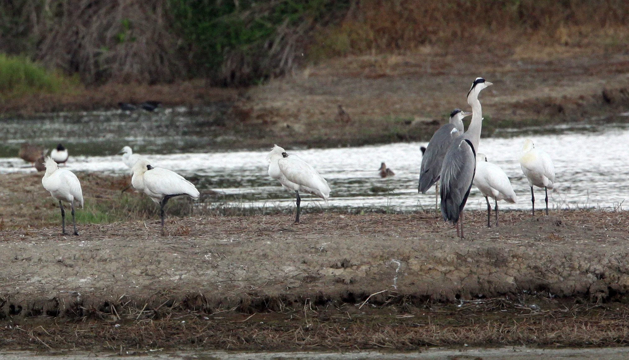 SPOONBILL - BLACK-FACED SPOONBILL - Platalea minor - MAI PO WETLANDS HONG KONG (22).JPG