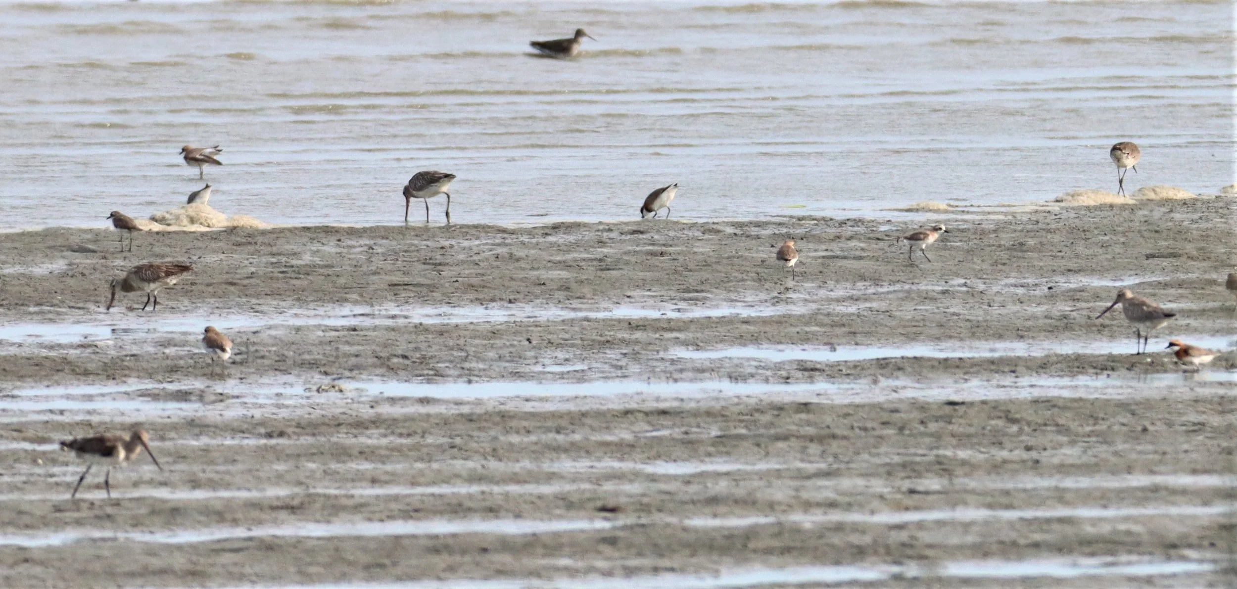 GODWIT - BAR-TAILED GODWIT - Limosa lapponica - AO MAHACHAI MANGROVES (3).jpg