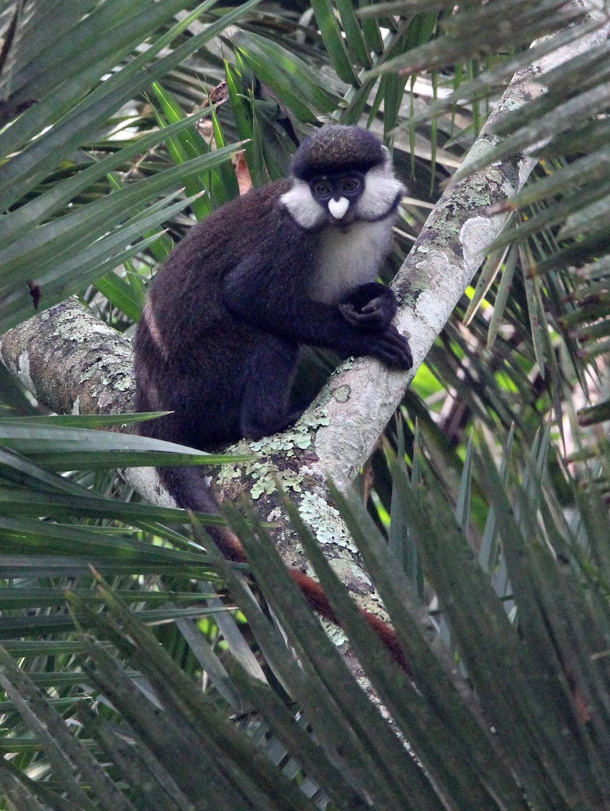 CERCOPITHECIDAE - Cercopithecus ascanius schmidti - SCHMIDT'S RED-TAILED MONKEY - KIBALE NATIONAL PARK UGANDA BIGODI SWAMP (42).JPG