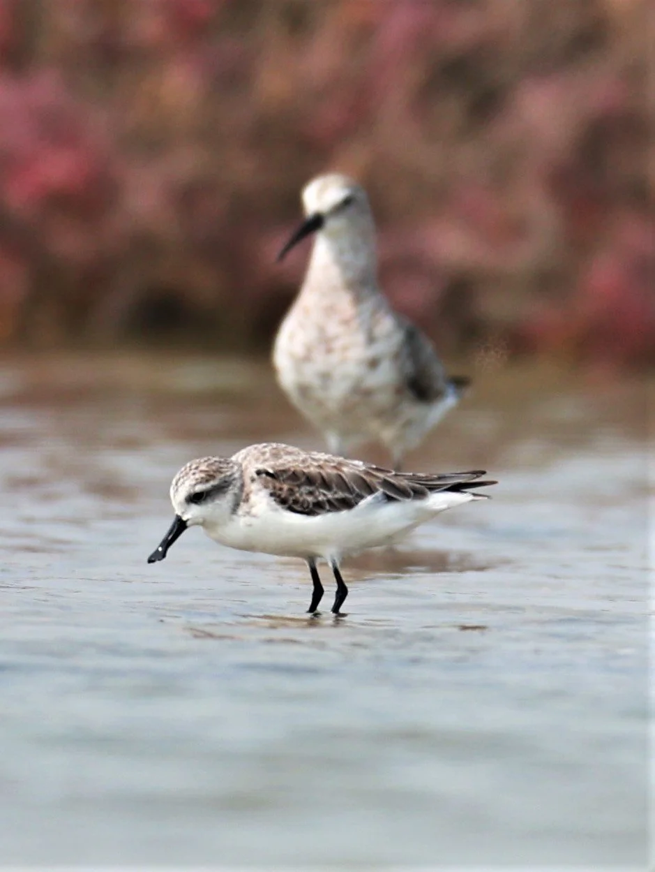 SANDPIPER - SPOON-BILLED SANDPIPER - Calidris pygmeus - Khok Kham Salt Ponds, Samut Sakhon (54).jpg
