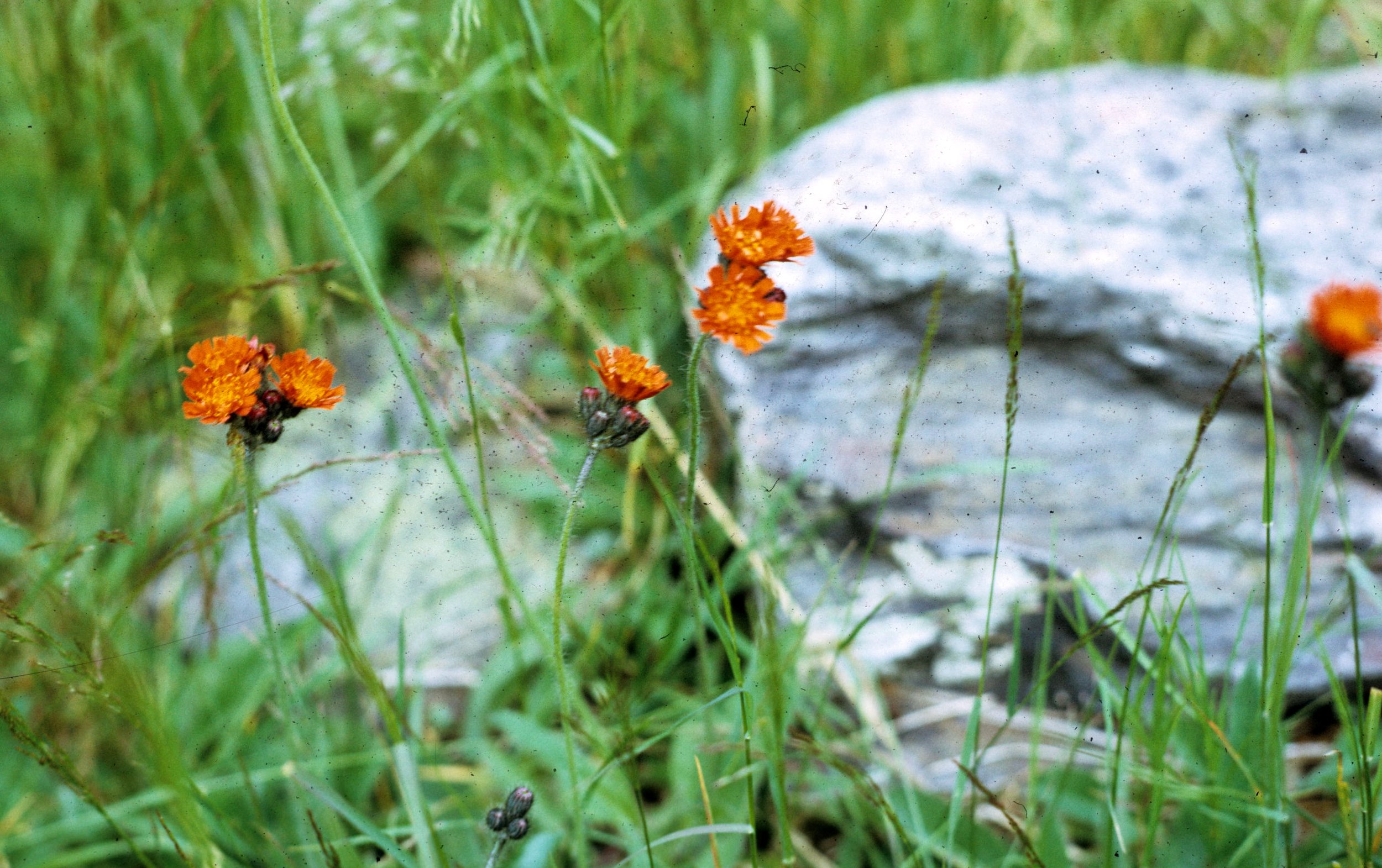 1972 - SUMMER TRIP - NEW HAMPSHIRE - WILDFLOWERS.jpg