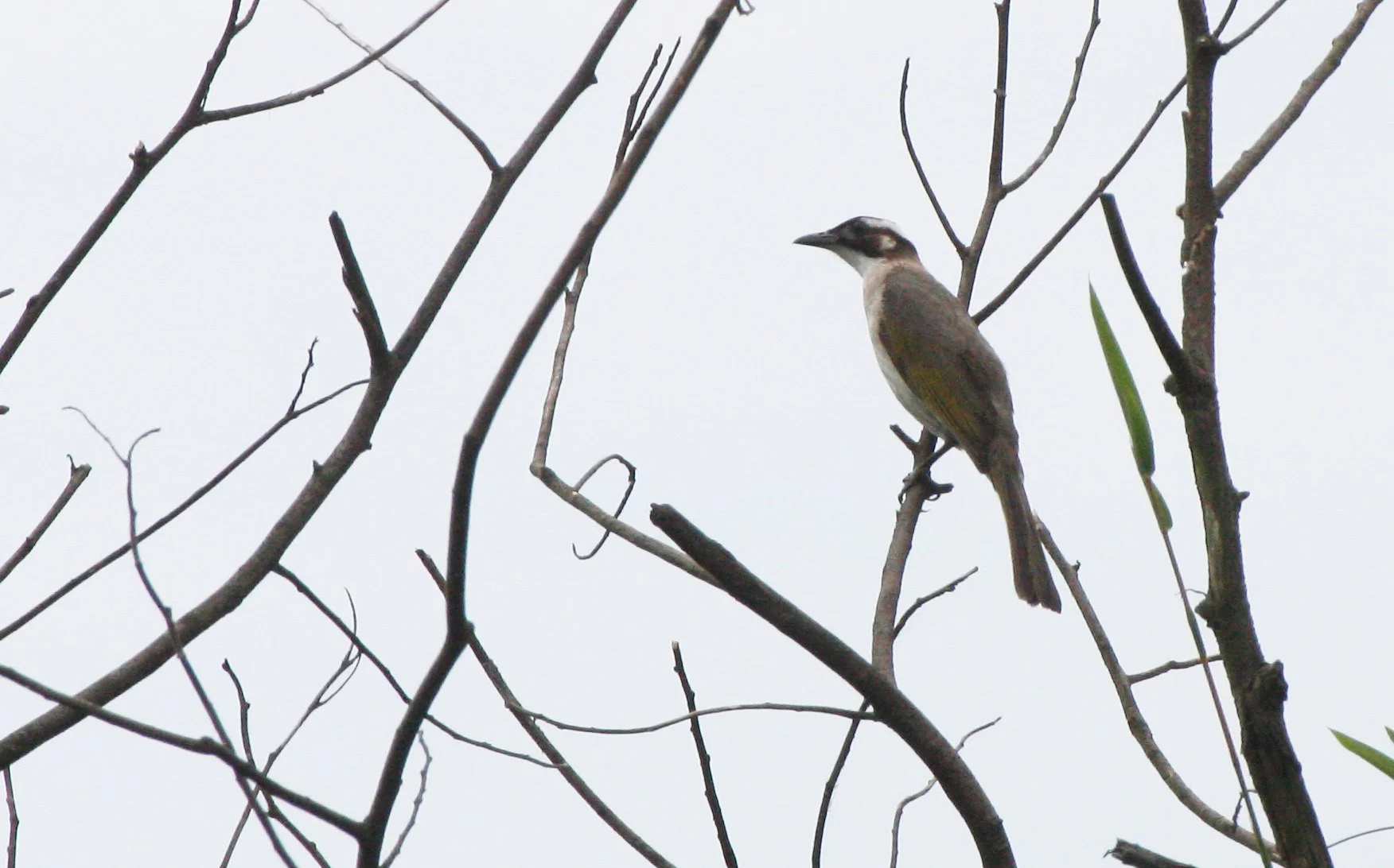 Styan's Bulbul (Pycnonotus taivanus) Taipei China (15).JPG