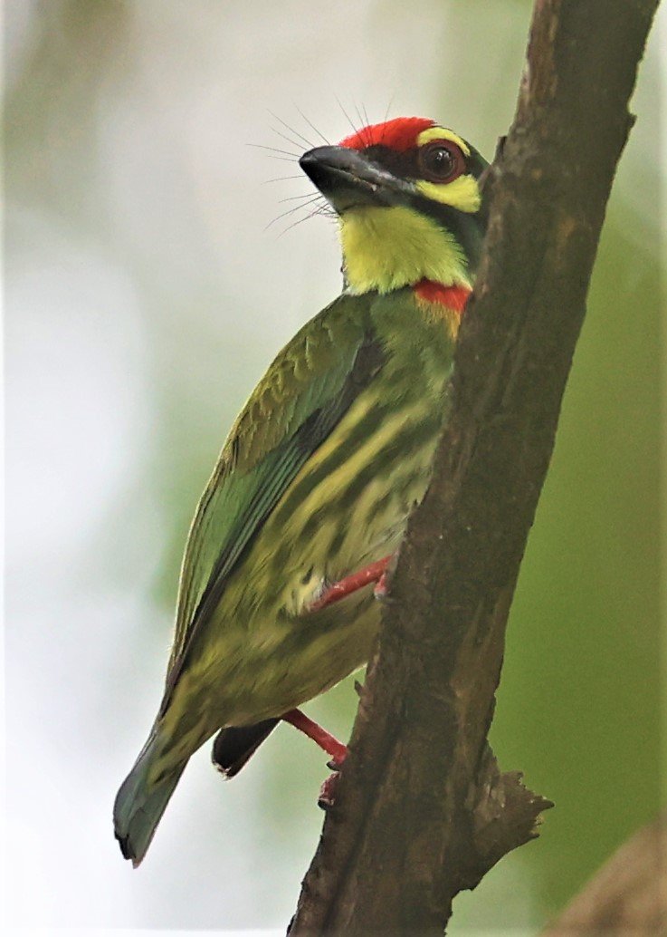 BARBET - COPPERSMITH BARBET - Megalaima haemacephala - BANGKOK PATANA SCHOOL BANGNA (2).jpg