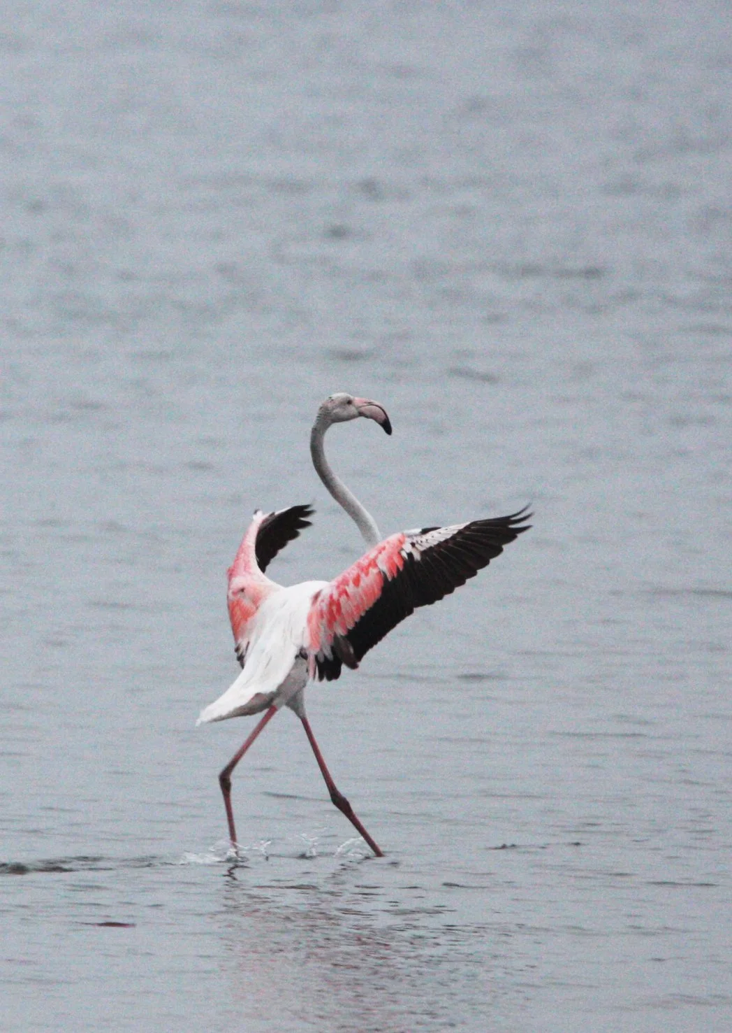Phoenicopterus roseus - Greater Flamingo - Walvis Bay Namibia (56).JPG