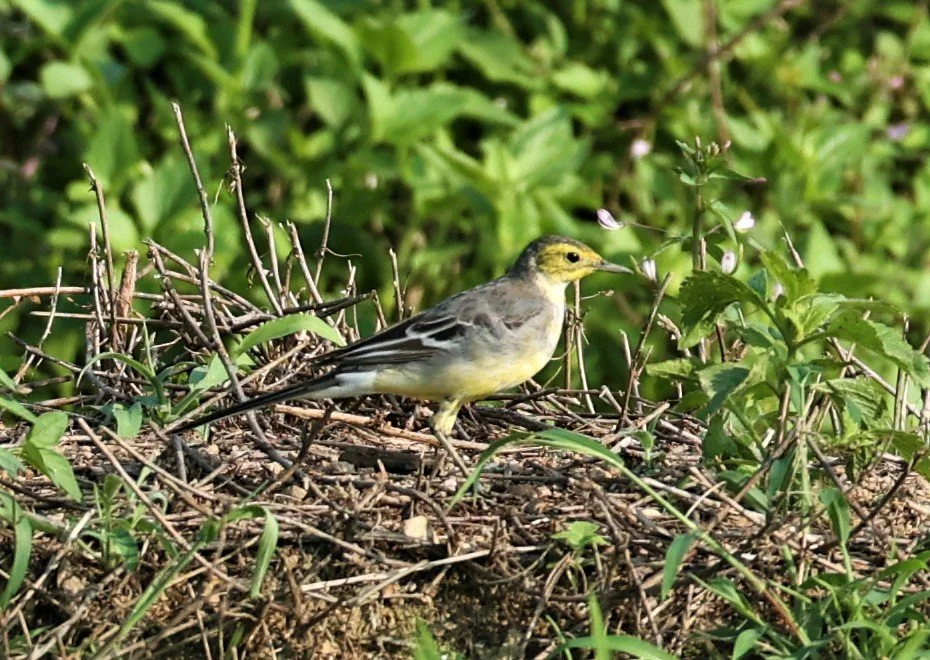 CITRINE WAGTAIL - Motacilla citreola - TATHORN RICEFIELDS CHIANG MAI FEB 2022 (66).jpg