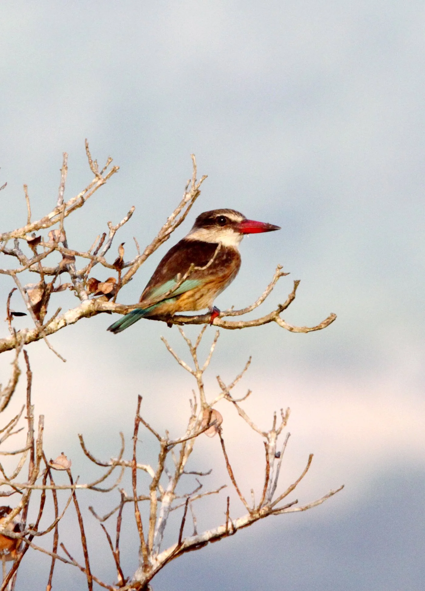 Halcyon chelicuti - STRIPED KINGFISHER - HALCYON CHELICUTI - SAINT LUCIA NATURE RESERVES SOUTH AFRICA (1).JPG