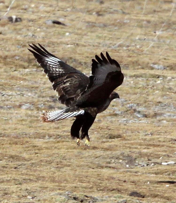 Buteo hemilasius - UPLAND BUZZARD - KEKEXILI NATIONAL RESERVE - QINGHAI PROVINCE - EASTERN SECTOR (34).JPG