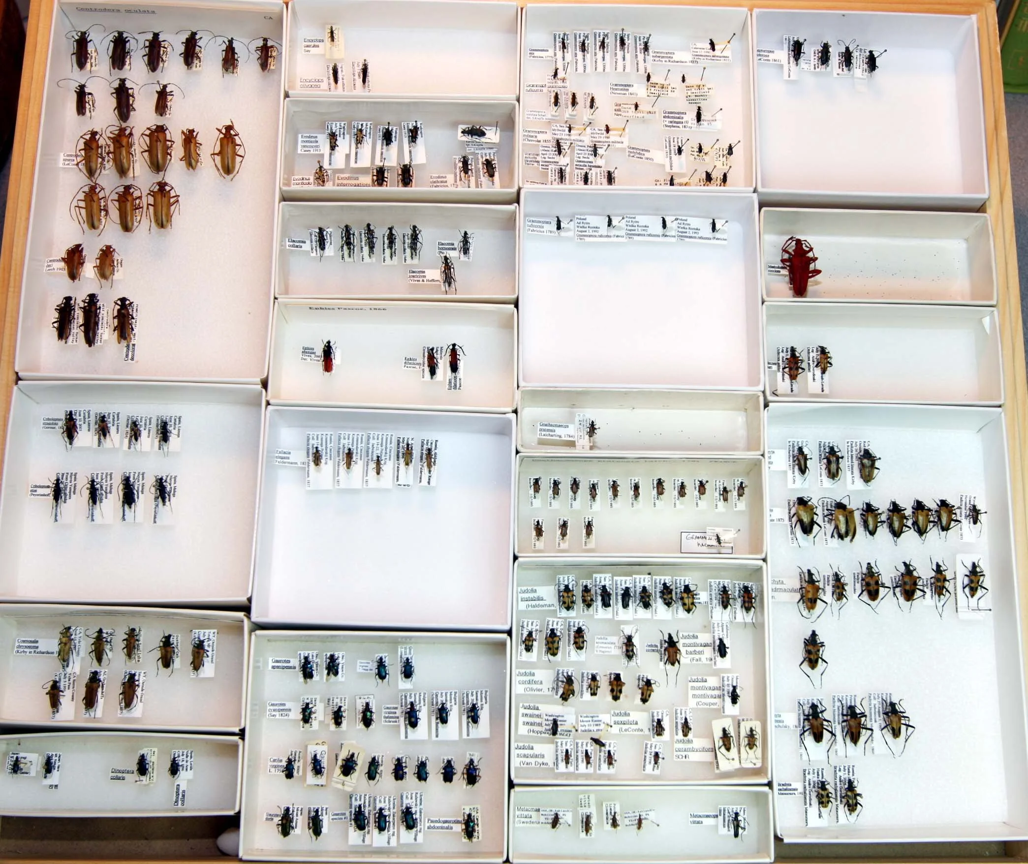 4 Lepturinae.JPG