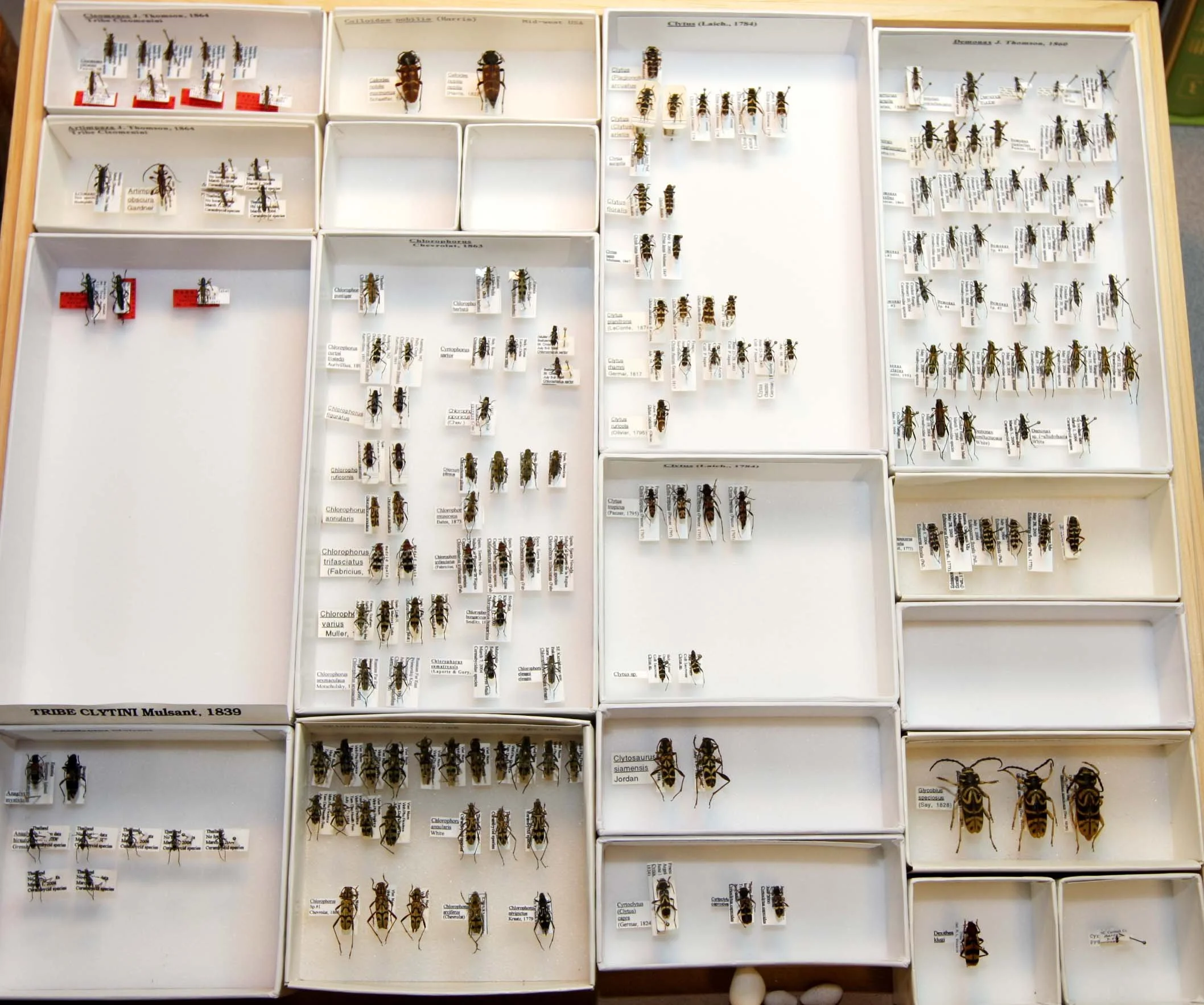 13 Cerambycinae - Cerambycini - Clytini.JPG