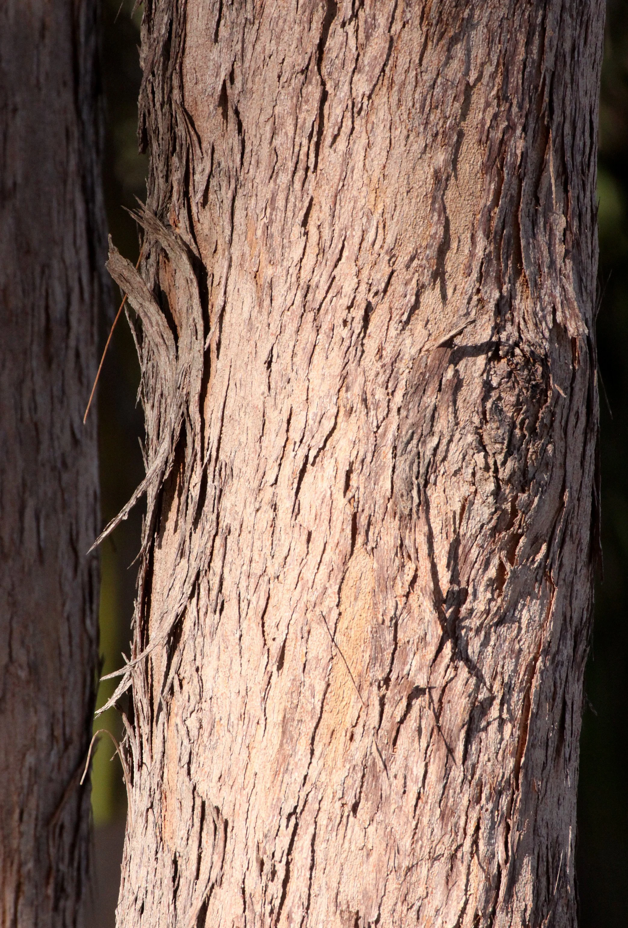 PLANT - PINUS SPECIES - MORONDAVA MADAGASCAR (6).JPG