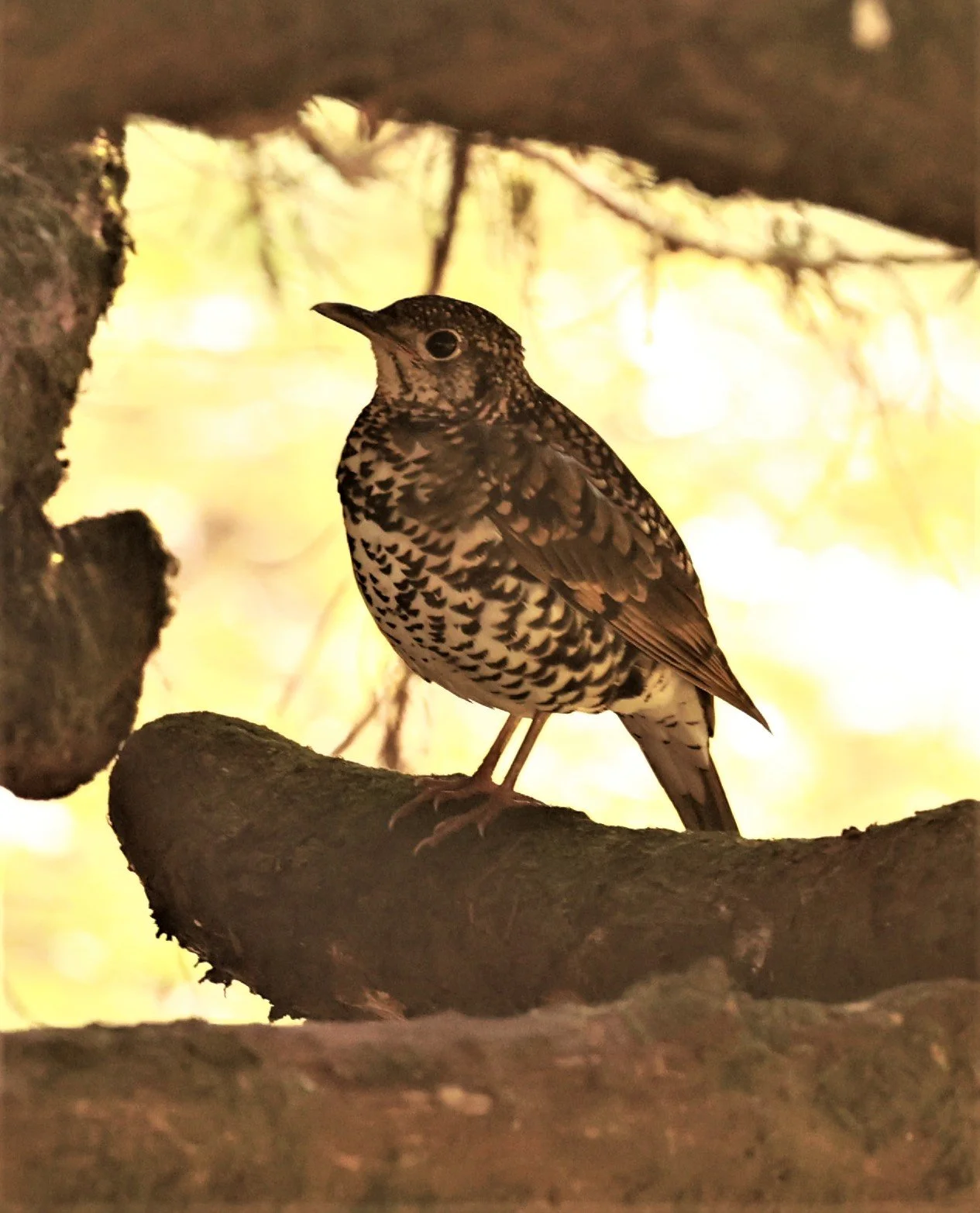 Scaly Thrush (Zoothera dauma) Doi Ang Kang Chiang Mai (8).jpg