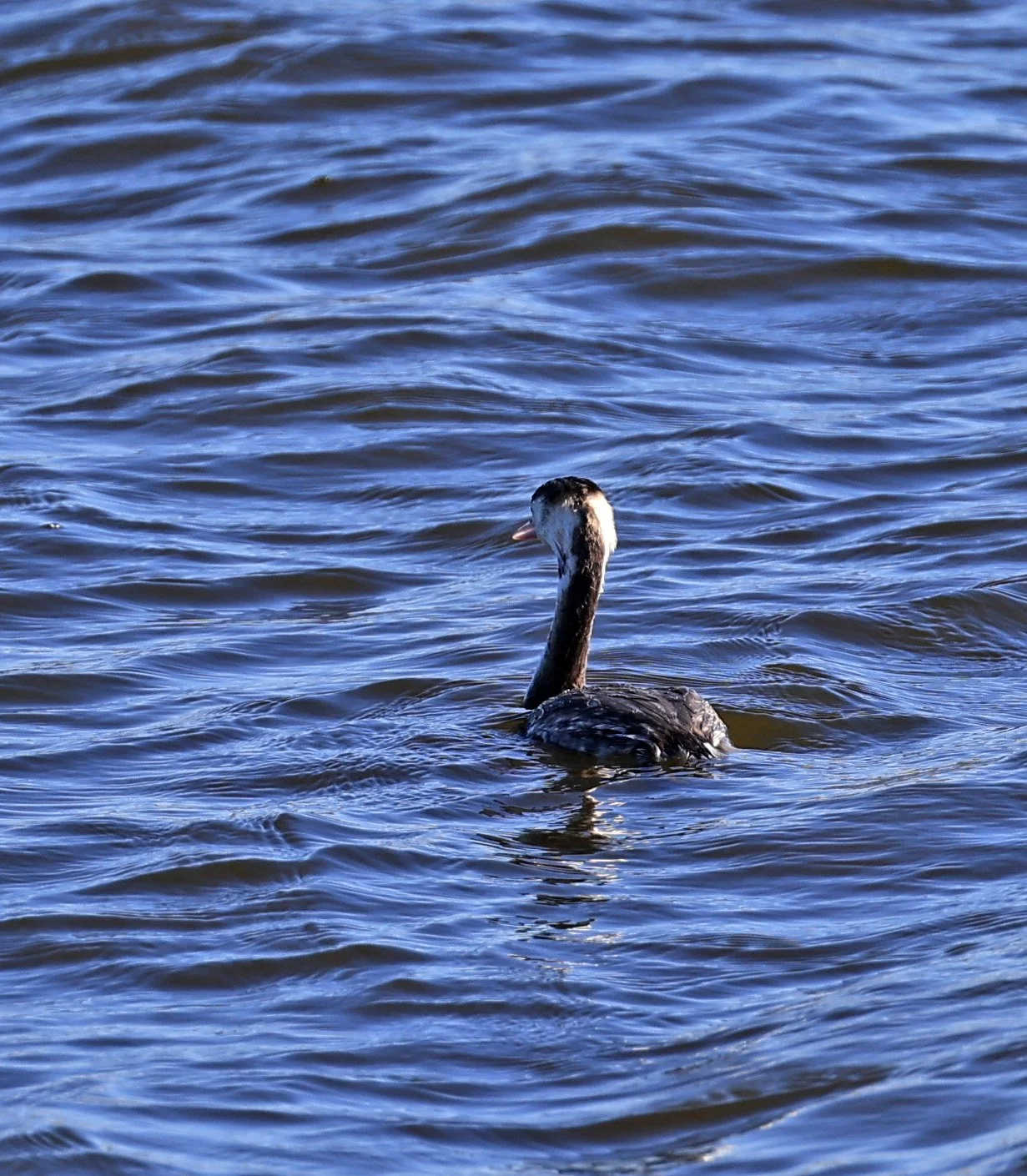 Great Crested Grebe (Podiceps cristatus) Shimotonda Sadowaracho Birding Ponds Miyazaki Kyushu Japan (6).jpg