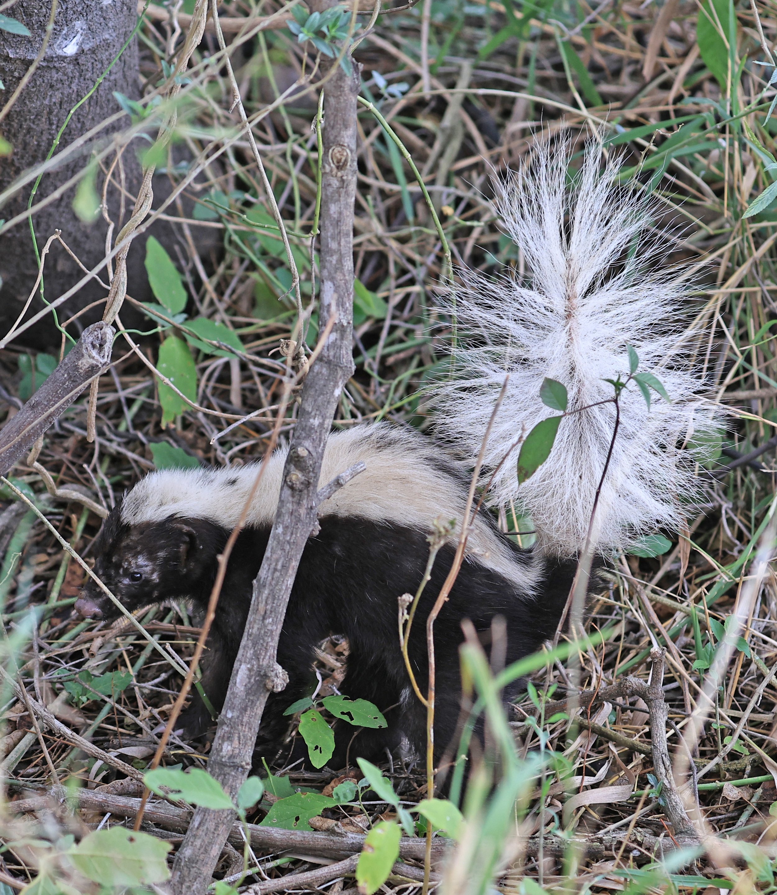 Molina's Hog-nosed Skunk (Conepatus chinga) Estancia Campo'i Paraguay  (19).jpg