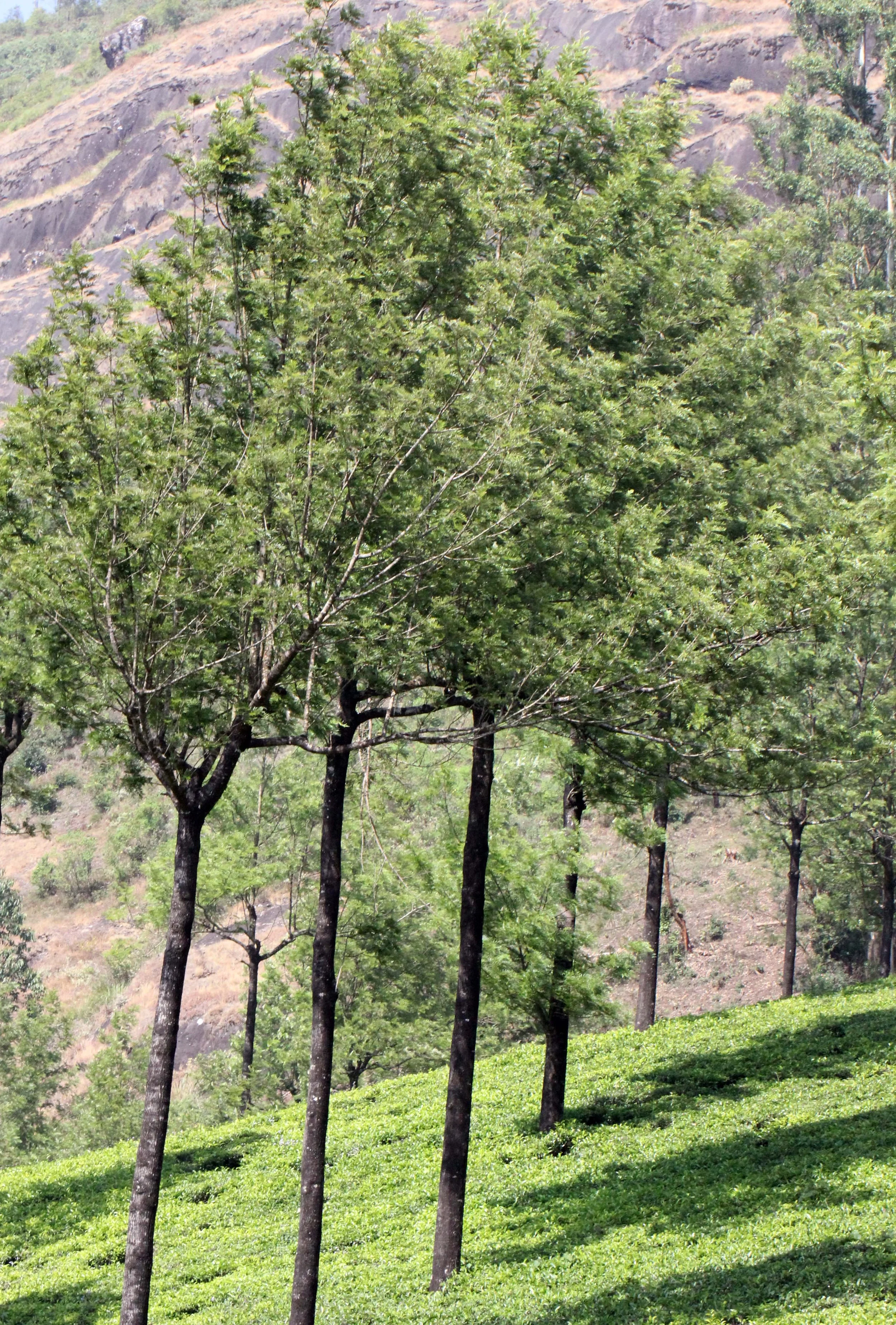 PAMPADUM SHOLA NATIONAL PARK - KERALA INDIA - VATTAVADA - PHOTO BY SOM SMITH (50).JPG