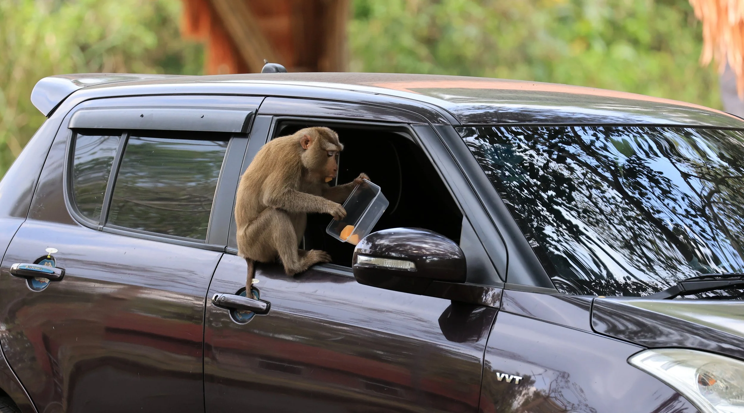 Northern Pig-tailed Macaque (Macaca leonina) Khao Yai National Park Feb 2026 Day 2 (16).jpg