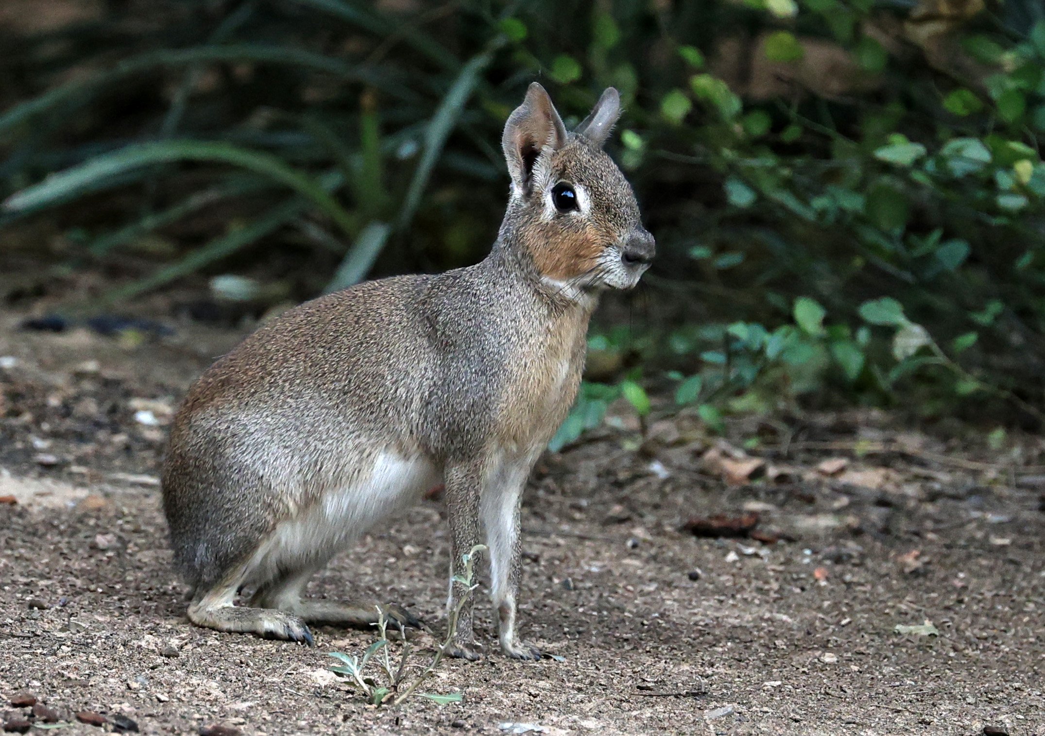 Chacoan Mara (Dolichotis salinicola) Hotel Campestre Iparoma Paraguay (31).jpg