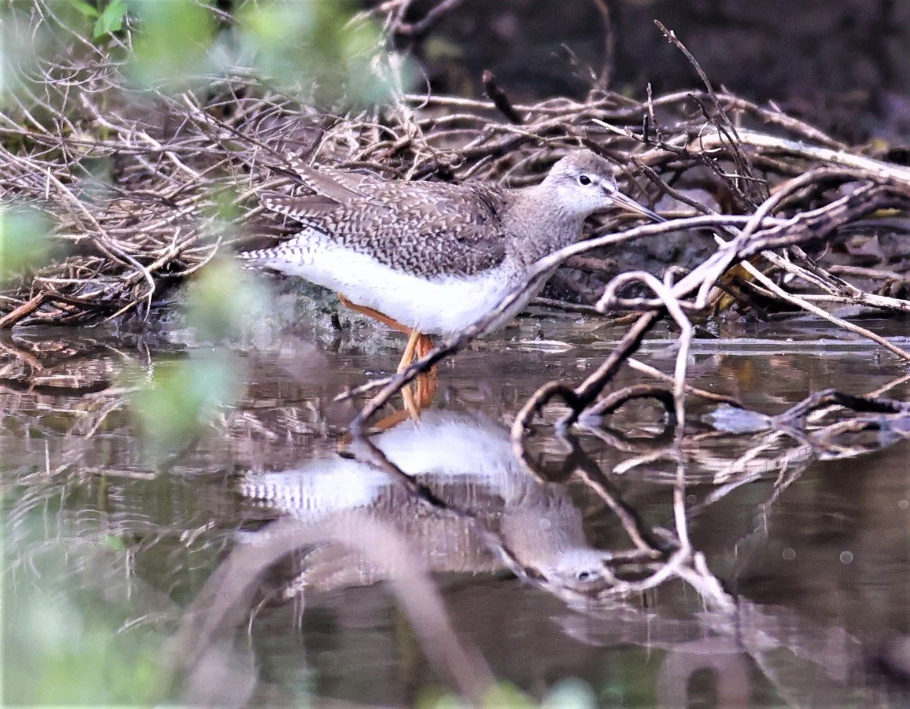 REDSHANK - COMMON REDSHANK - Tringa totanus - BANG PU FOREST PARK 25 SEP 2021 (7).jpg