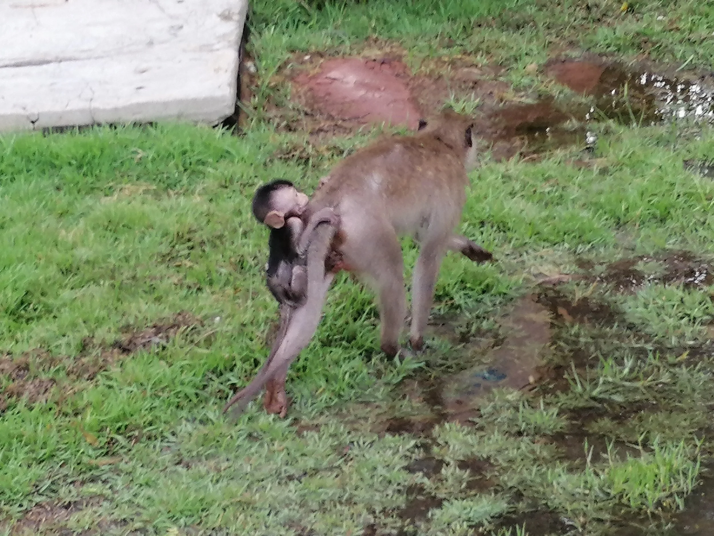 2019 Samut Prakan Phra Chulachomklao Fort Motorcycle Rides with Cokie & Gift (73).jpg
