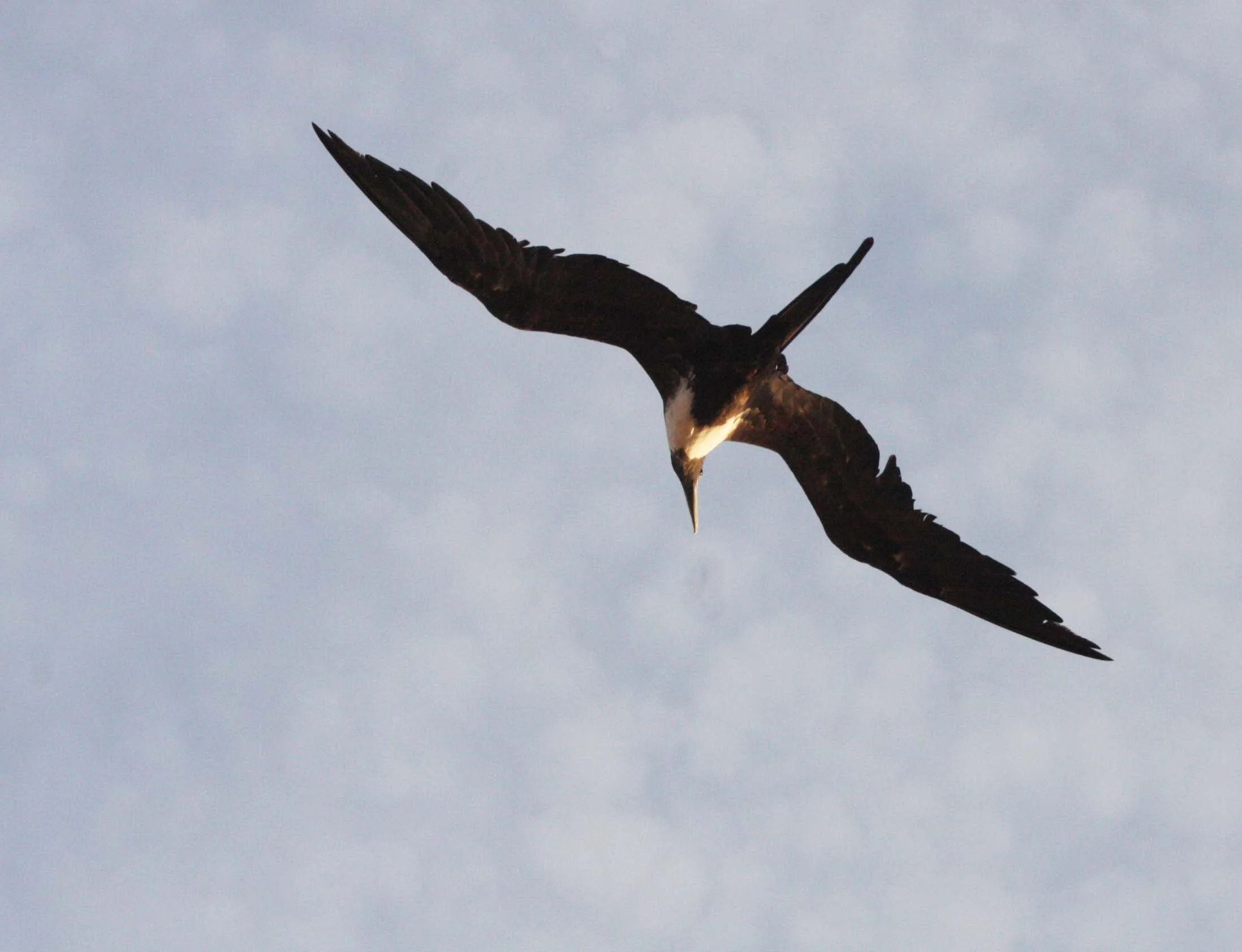 Magnificent Frigatebird (Fregata magnificens) Isla Catalina Baja Mexico (4).JPG