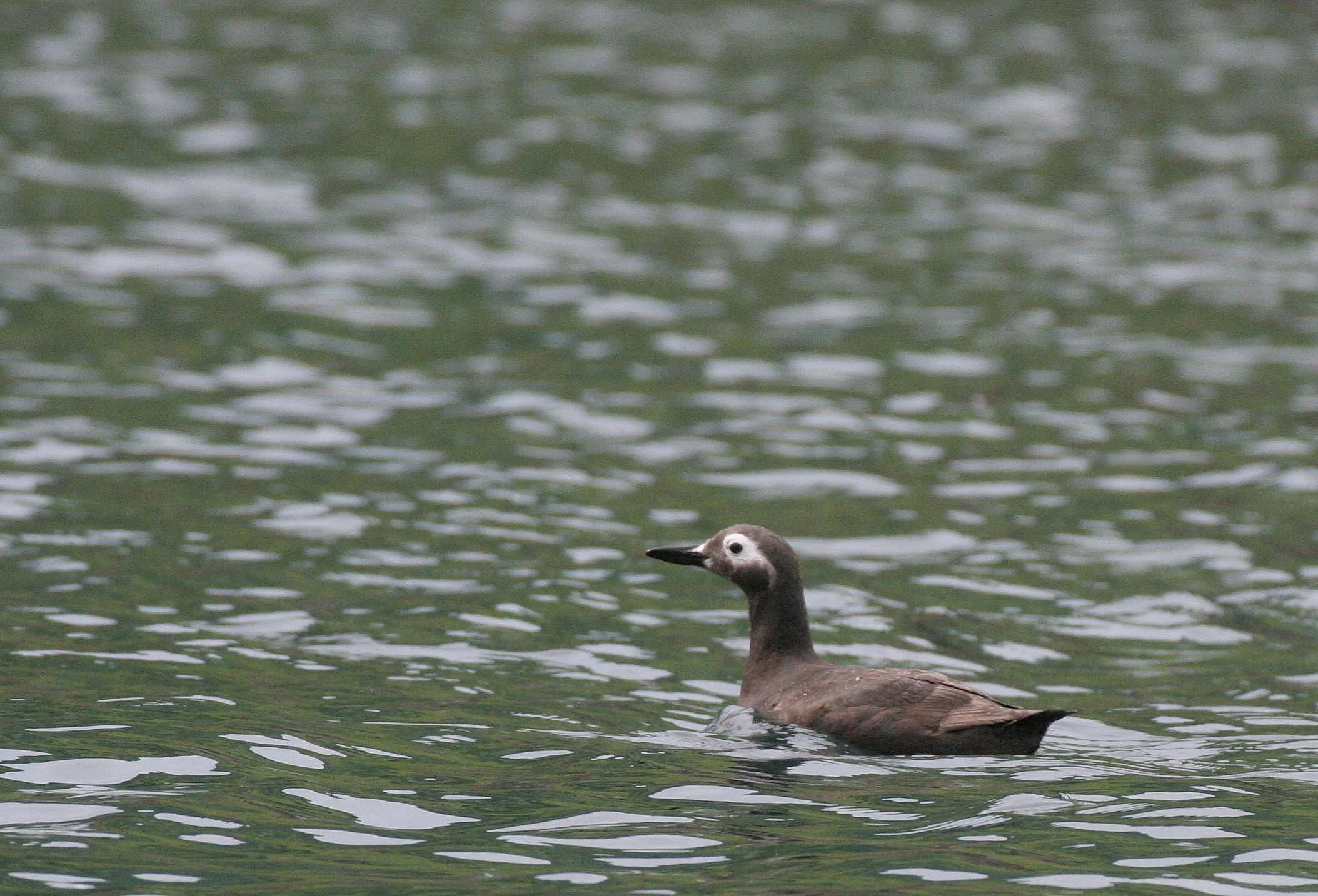 Cepphus carbo - SPECTACLED GUILLEMOT - MONERON ISLAND RUSSIA (19).jpg