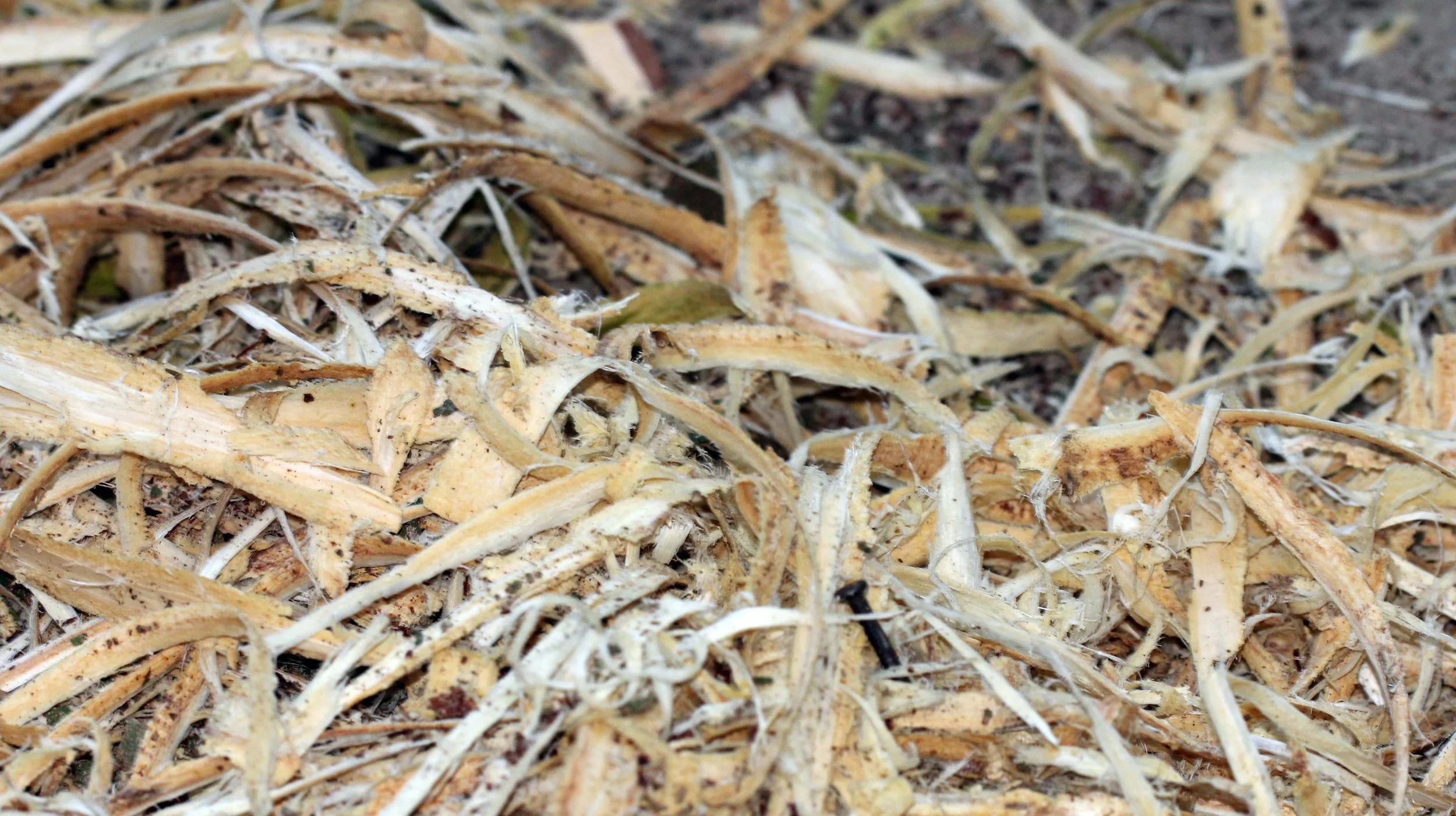 2014 ISB Trip to Patthalung Maniq Village (Sakai People) (2).JPG