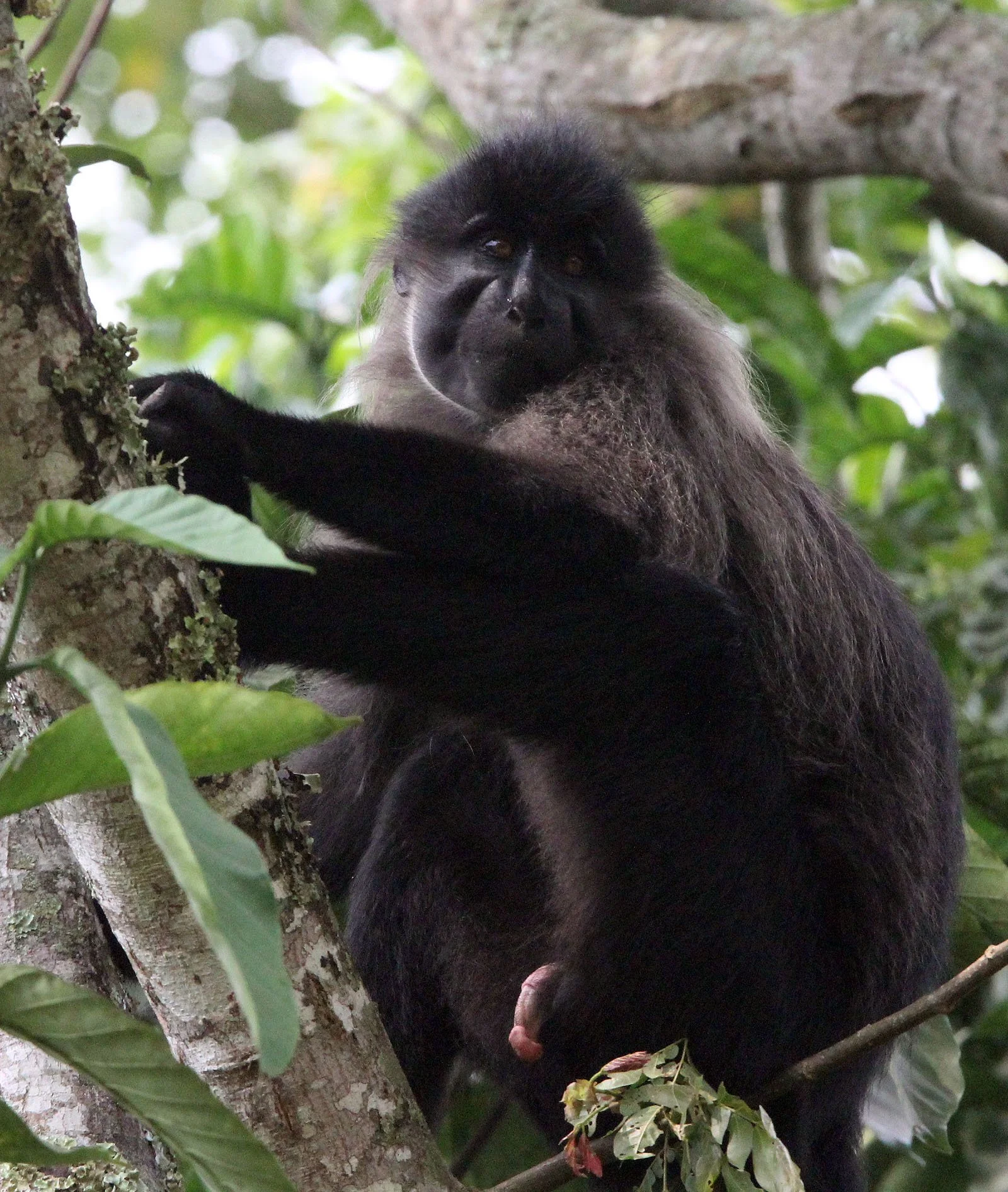 CERCOPITHECIDAE - Lophocebus ugandae - UGANDAN CRESTED MANGABEY - KIBALE NATIONAL PARK UGANDA (123).JPG