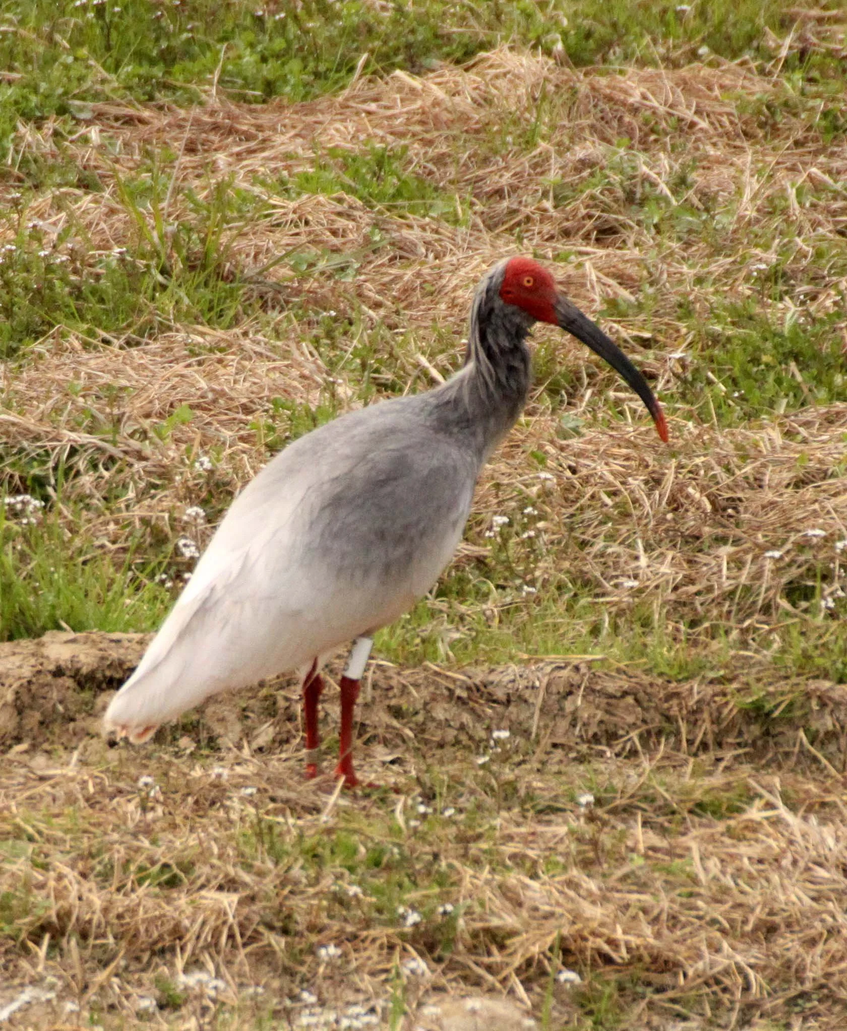 IBIS - CRESTED IBIS - Nipponia nippon - YANG COUNTY SHAANXI PROVINCE CHINA (12).JPG