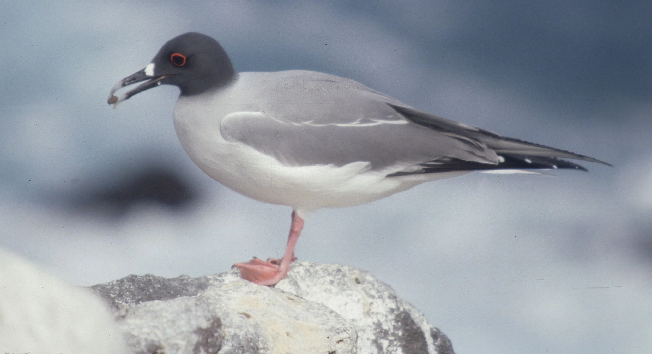 BIRD - GULL - SWALLOW-TAILED - GALAPAGOS F.jpg